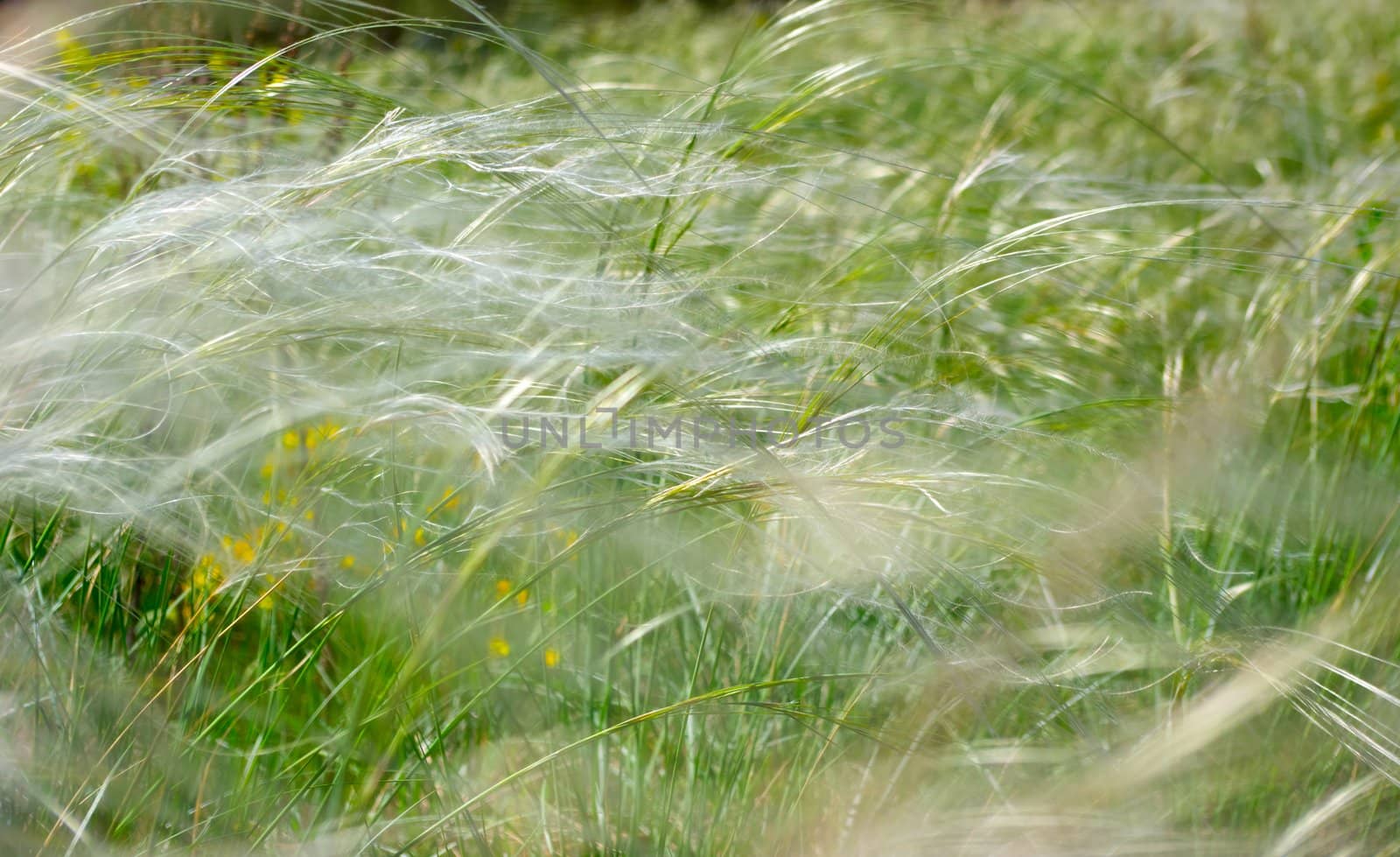the colored fl ral background with soft focus