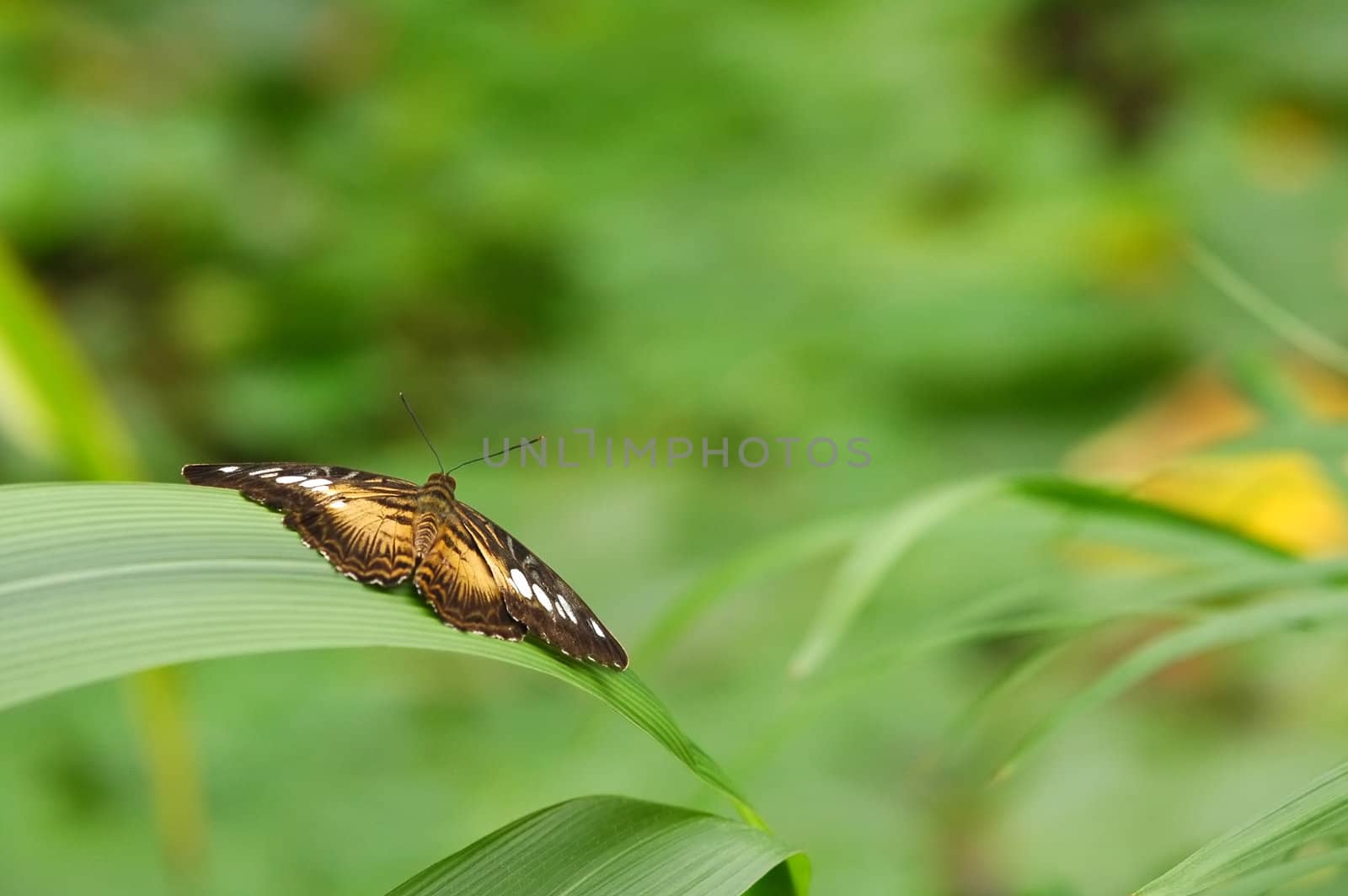 single butterfly at rest on lush green vegetation