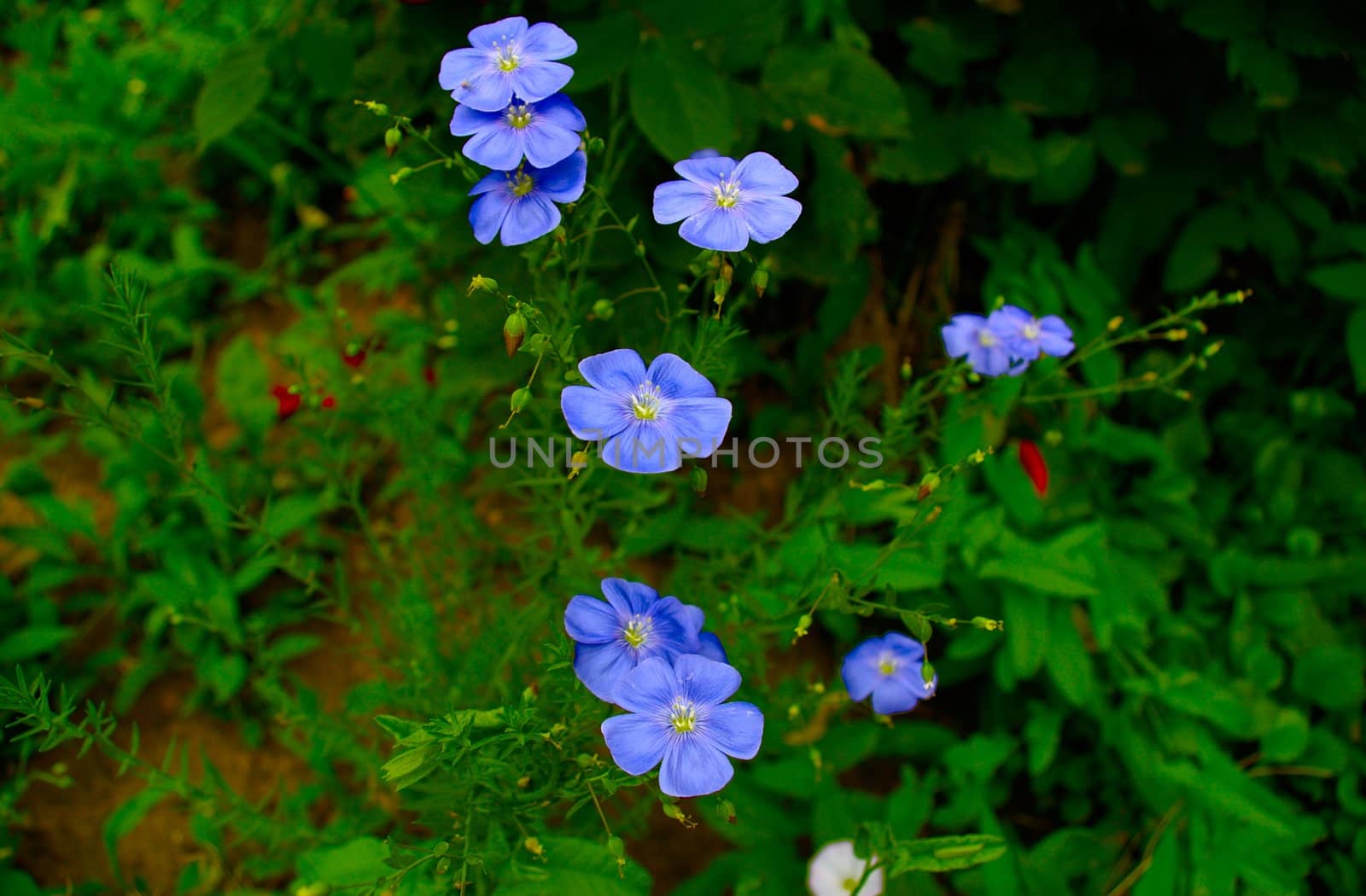 Beautiful spring flowers. forget-me-rays