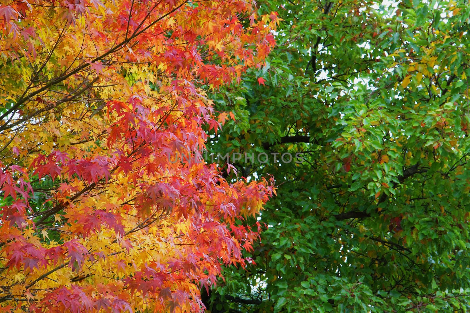 Yellow, orange, and red fall leaves contrasting against green leaves