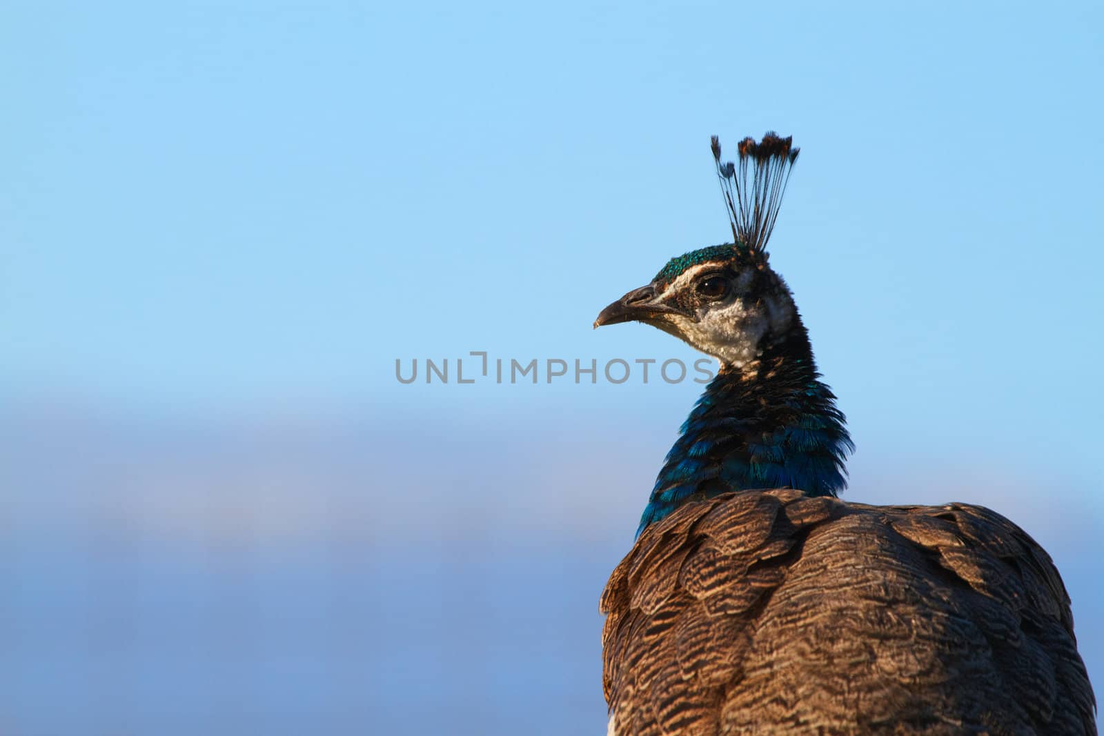 Peacock head turned by bobkeenan