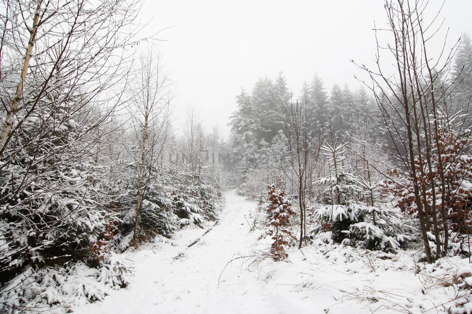 Shot of the snowy winter landscape with tree