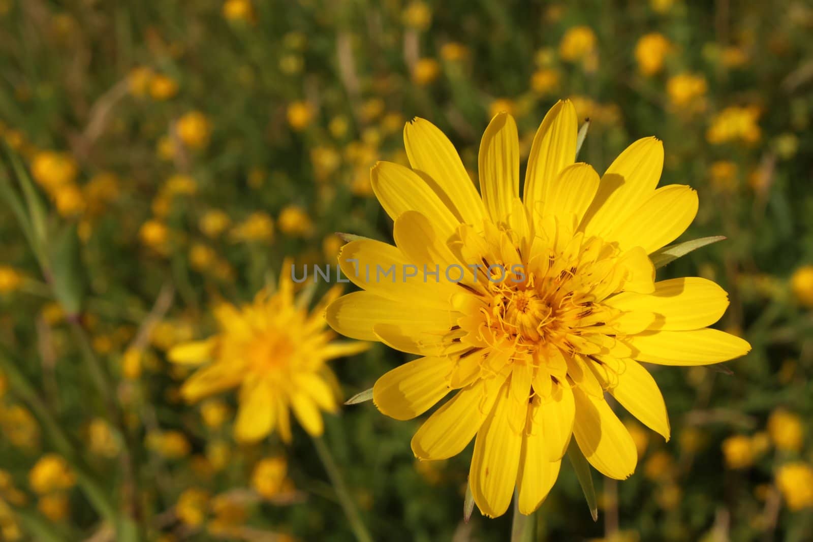 Yellow summer flowers on meadow