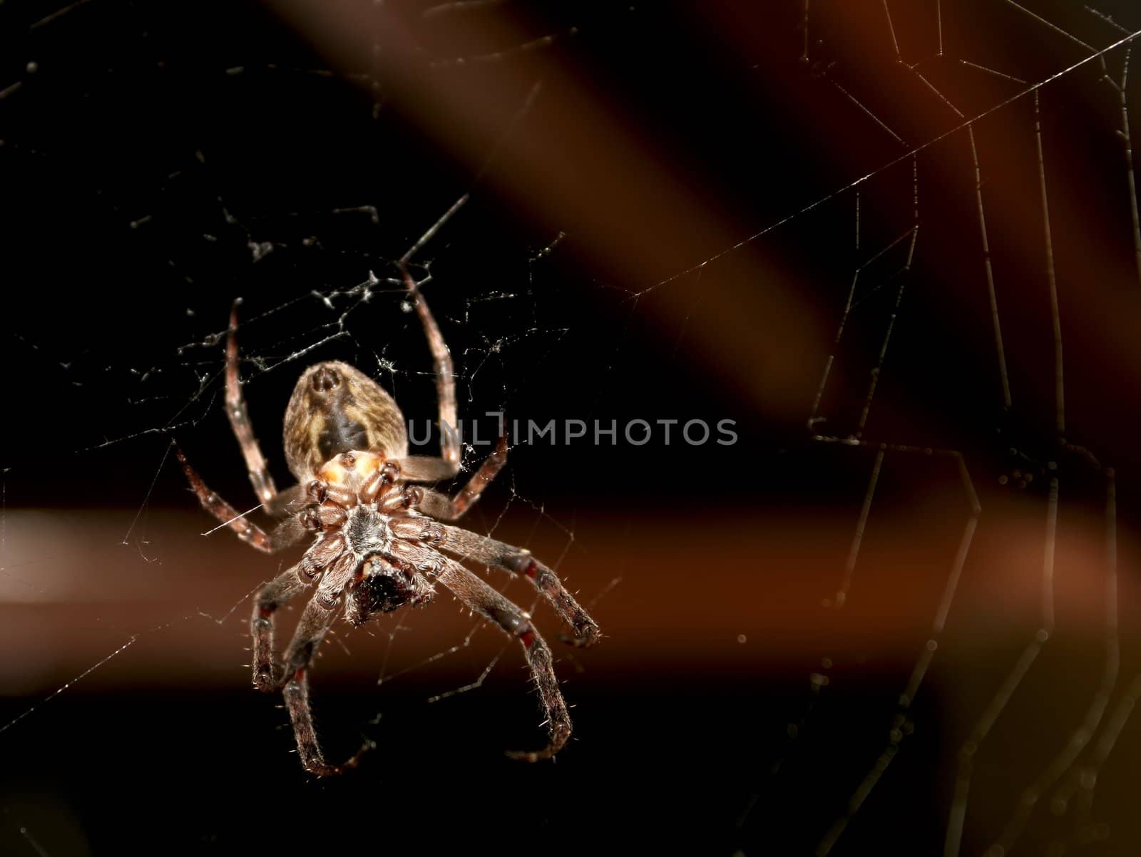 Big spider hanging on a web