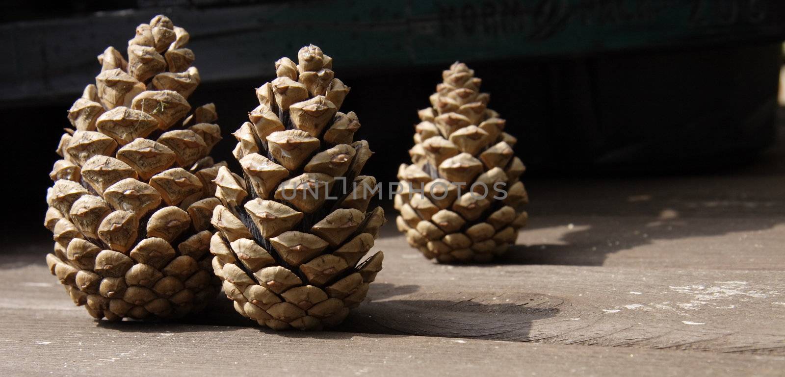 pine cones by leafy