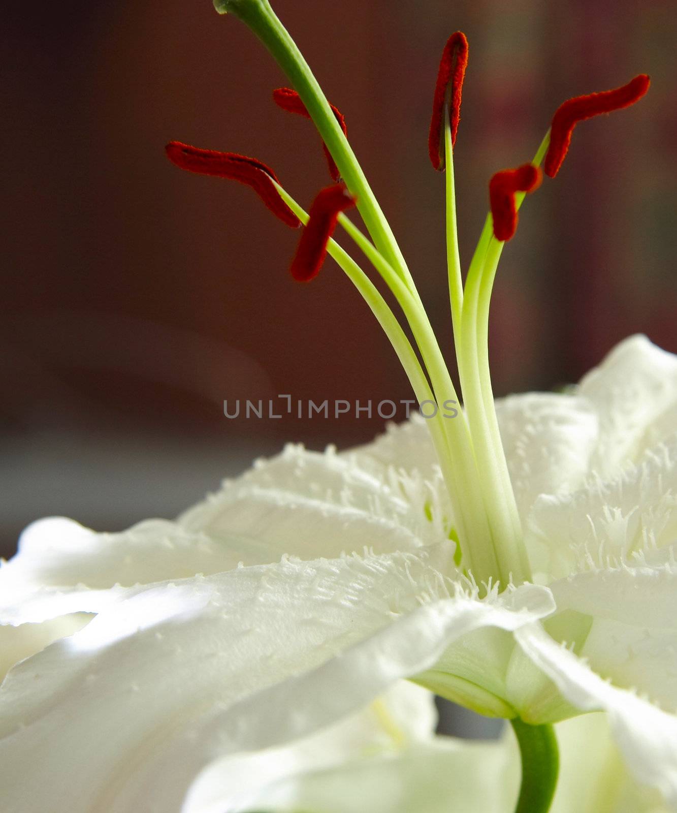 white lily by leafy