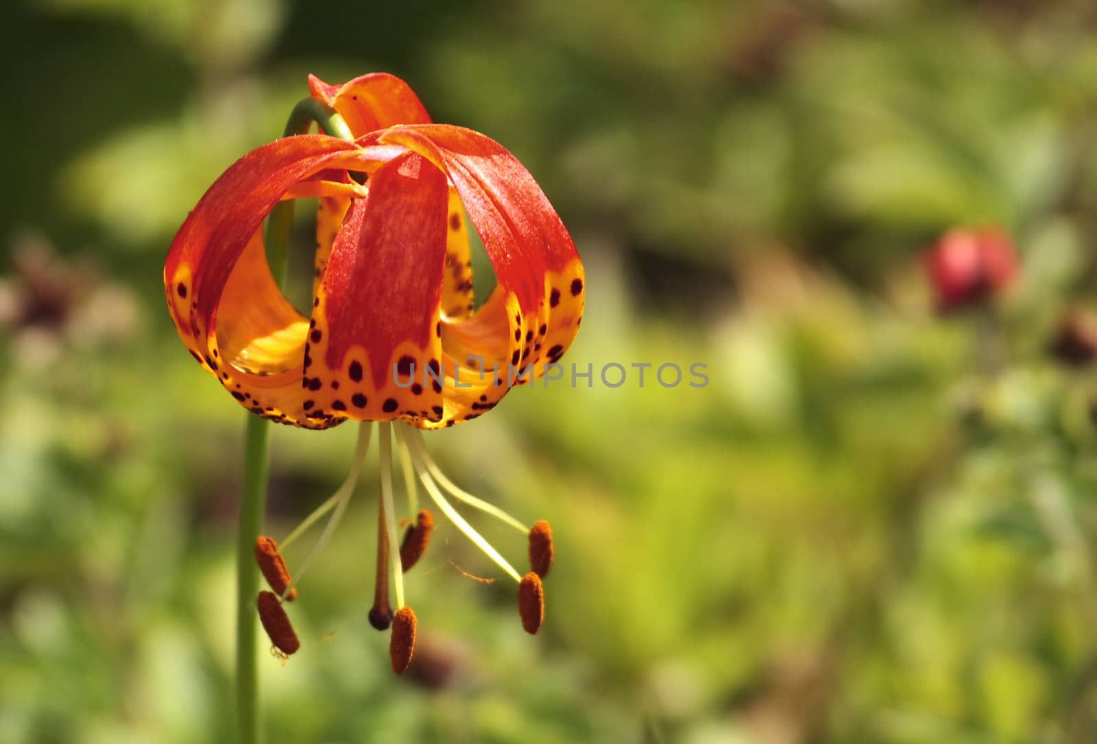 lilium pardalinum is one of the lilies which curl its petals right back to expose its stamens