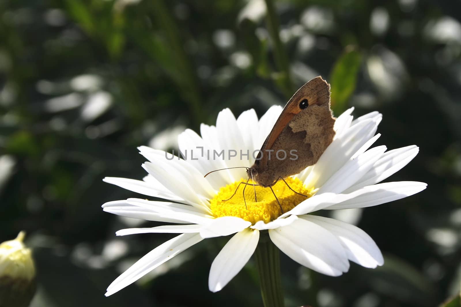 butterfly feeding on the centre of a white daisy