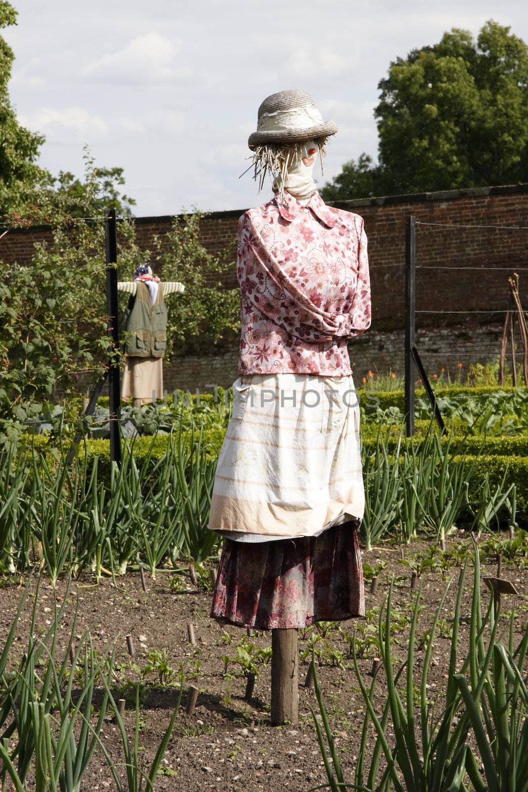 scarecrow in avegetable garden by leafy