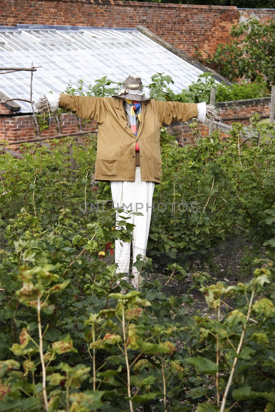 male looking scarecrow standing in a fruit garden