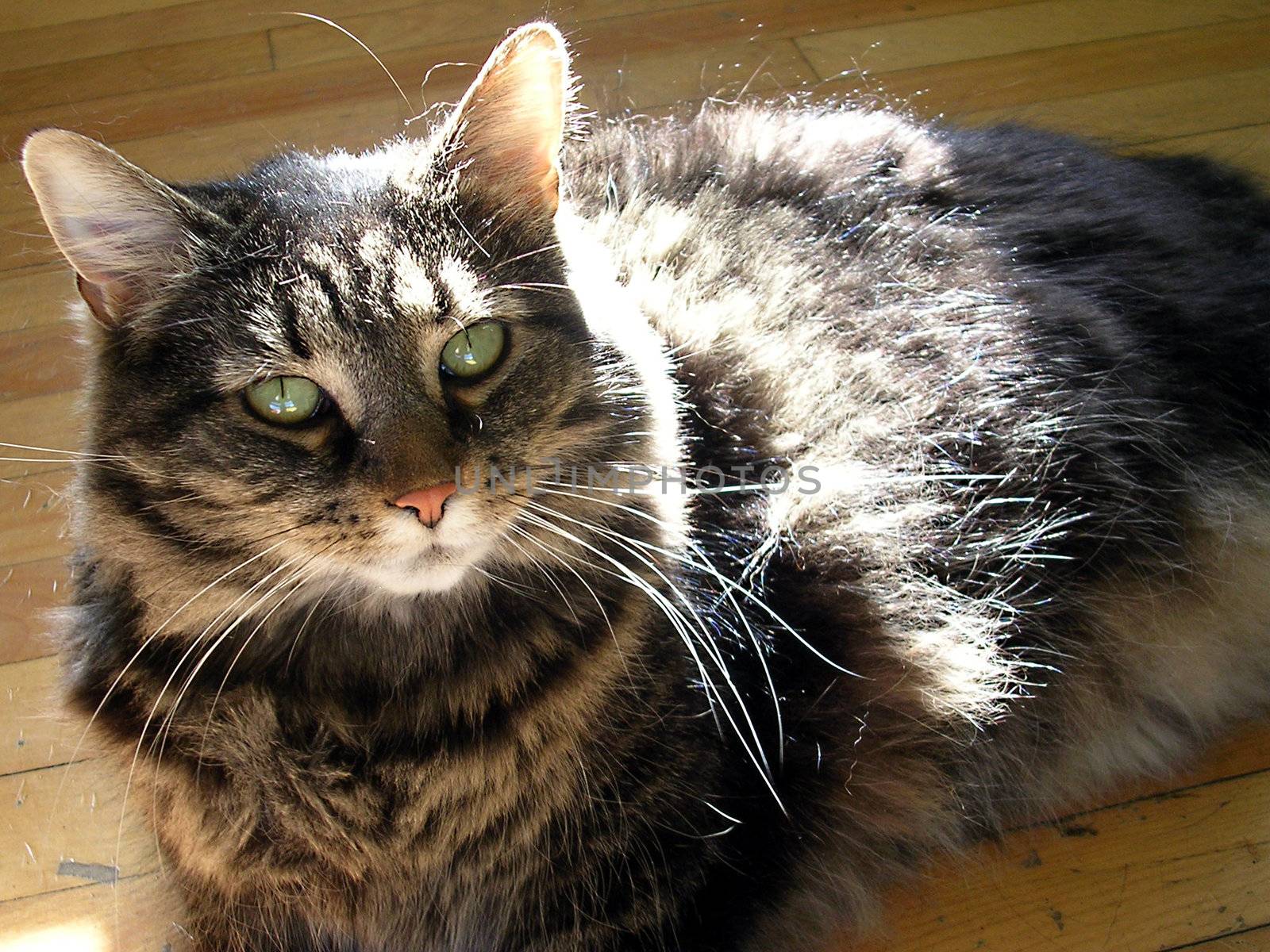 A cat lying in the sun