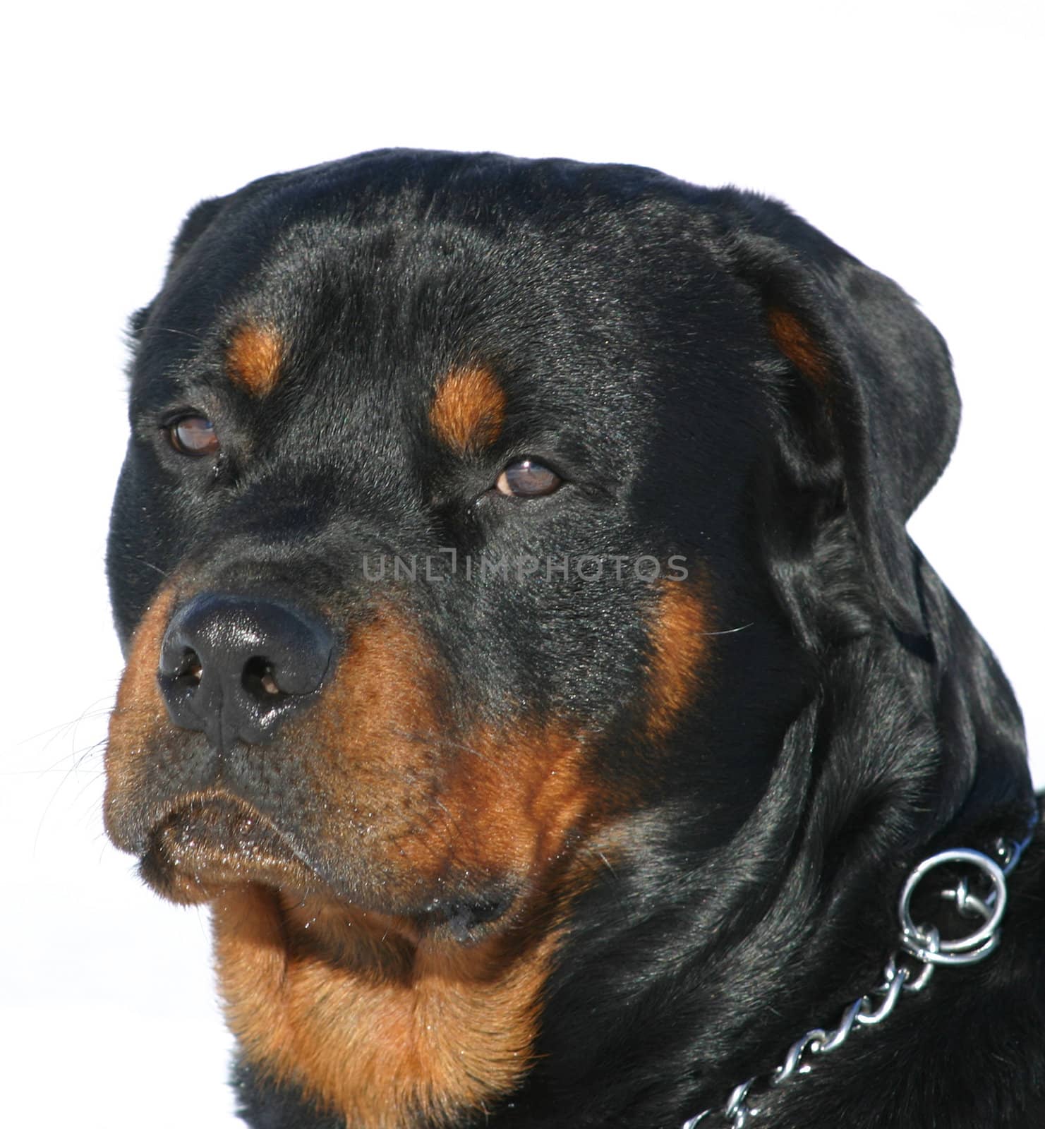 portrait of a purebred rottweiler