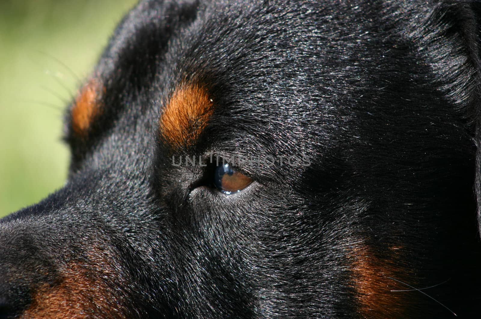 portrait of a purebred rottweiler