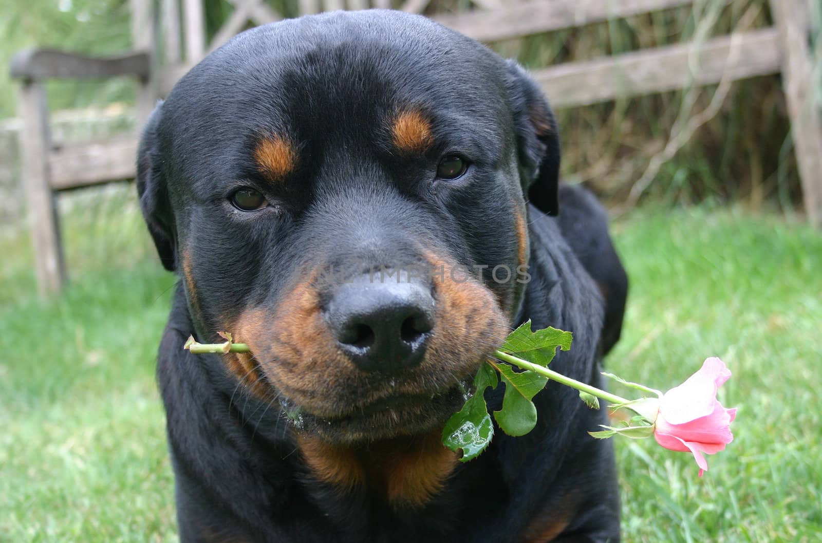 portrait of a purebred rottweiler with flower