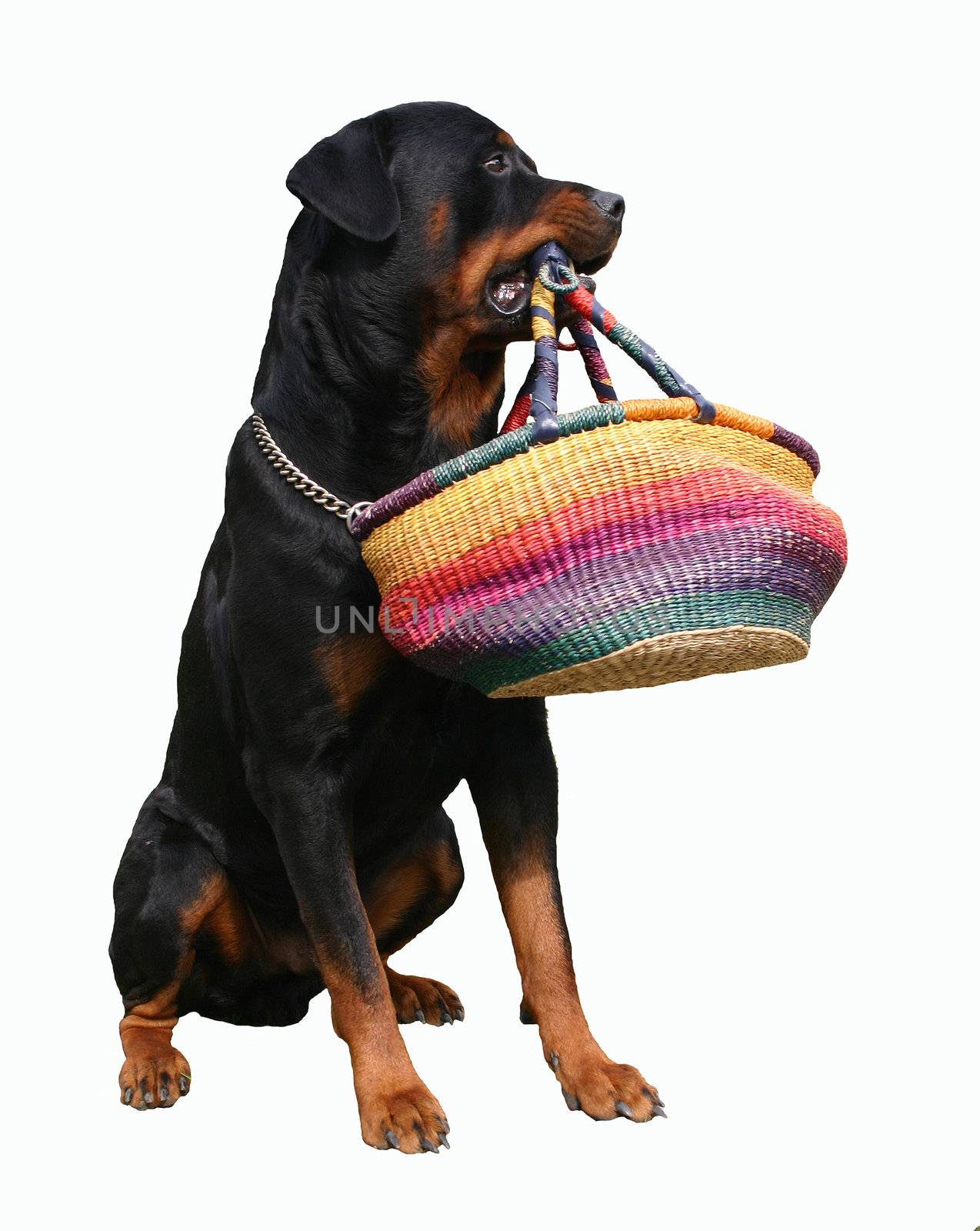 portrait of a purebred rottweiler with basket