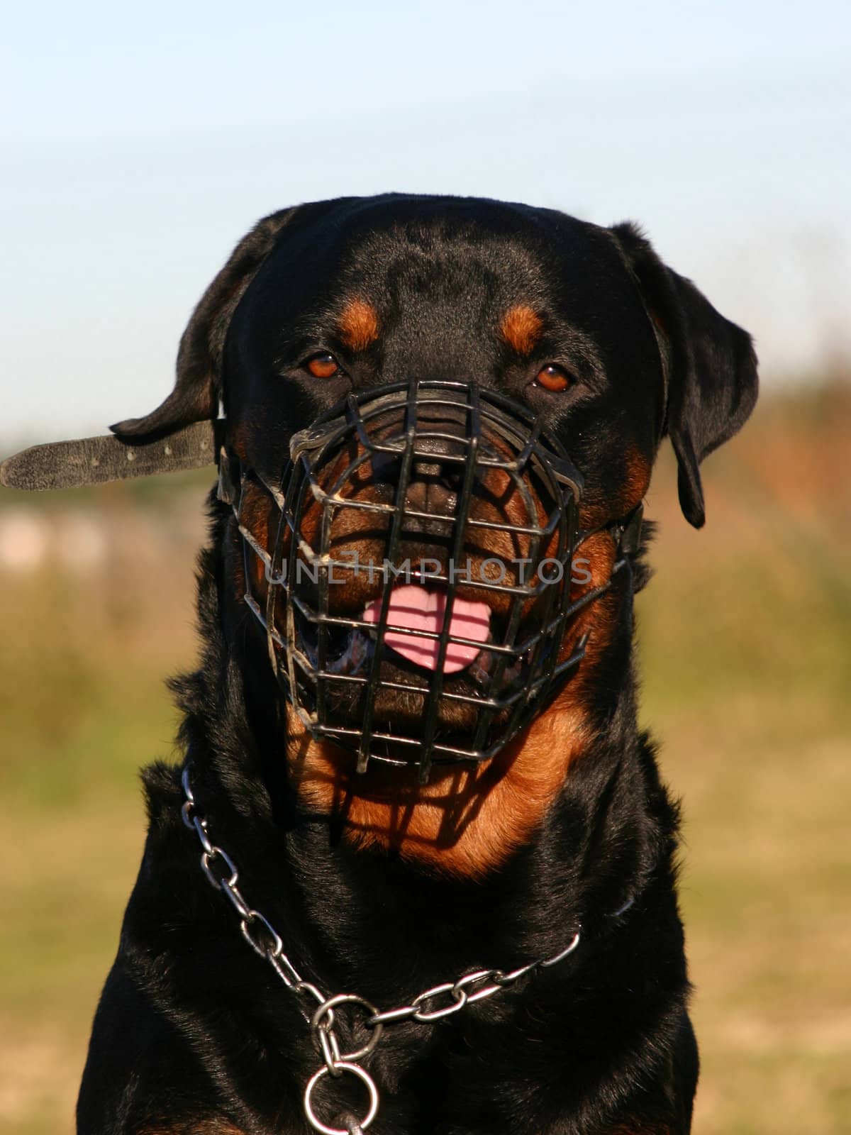 portrait of a purebred rottweiler and muzzle