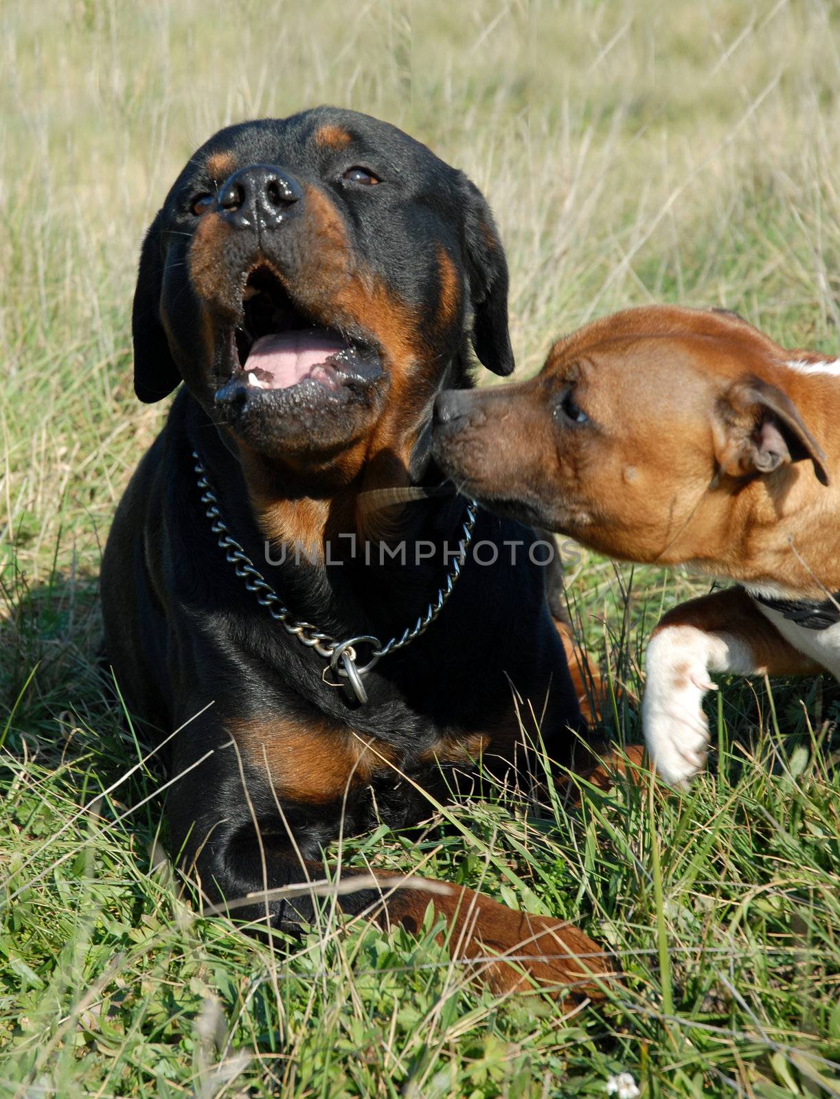 portrait of a purebred rottweiler and staffordshire bull terrier