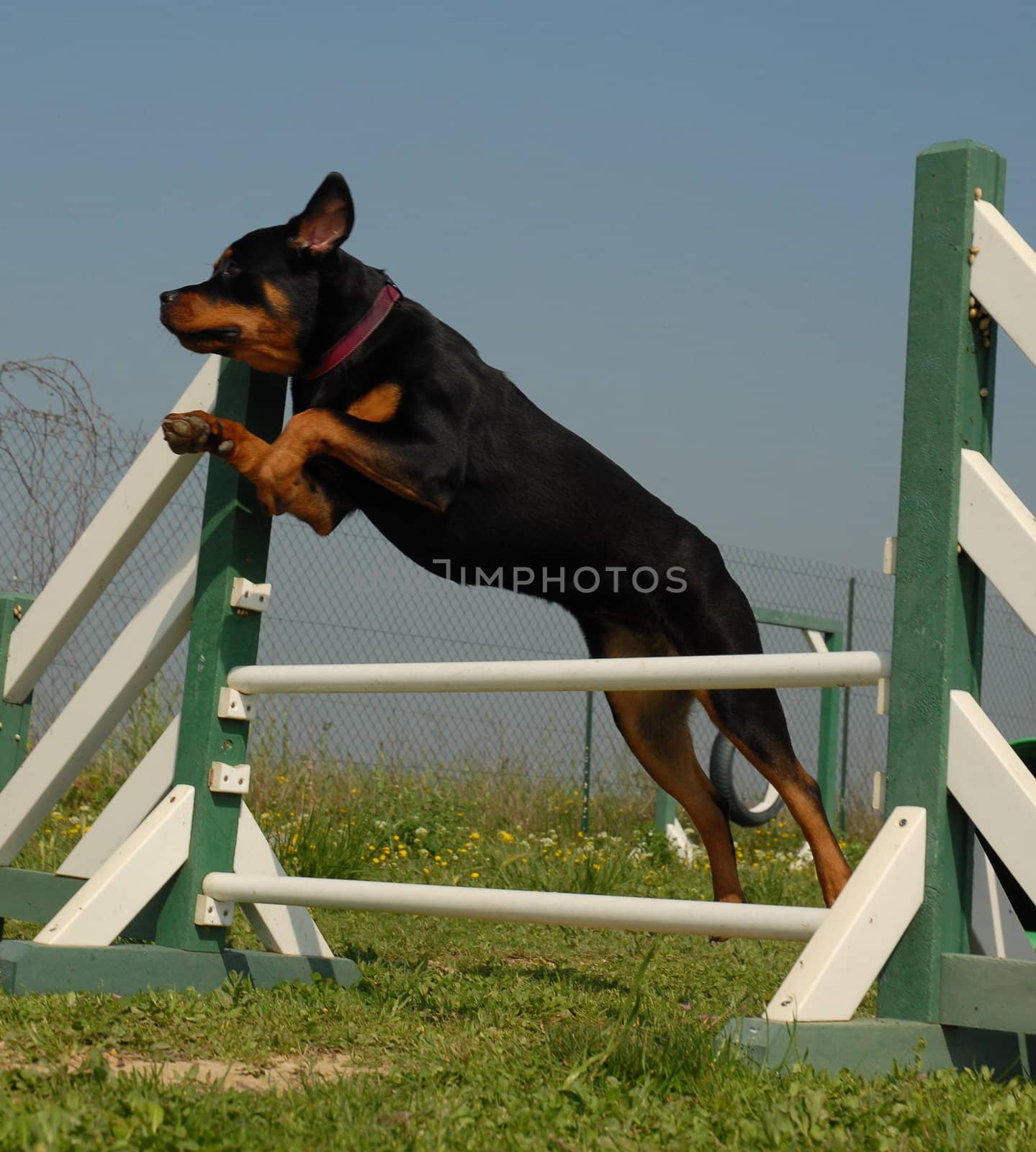 portrait of a purebred jumping rottweiler
