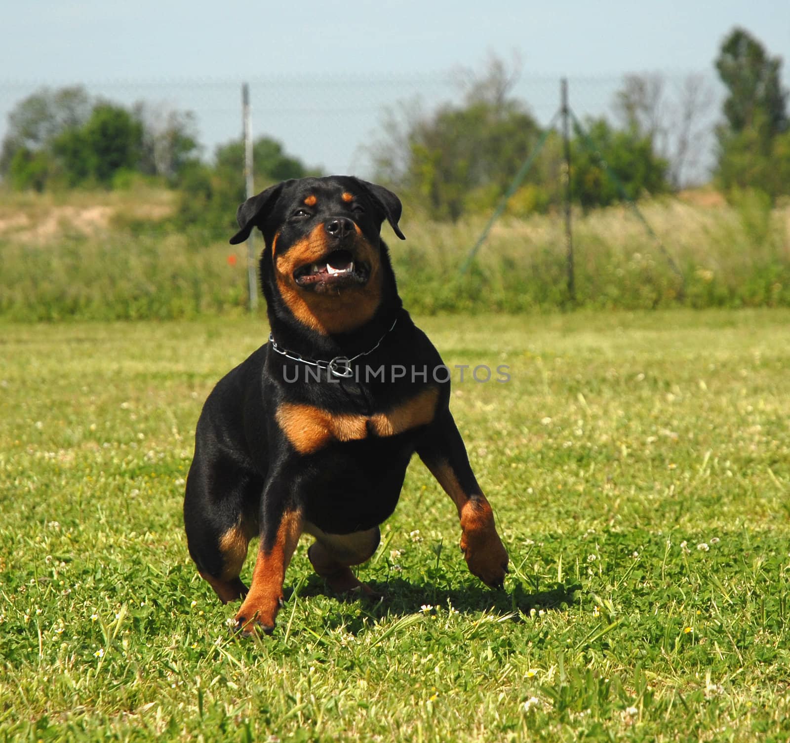 portrait of a purebred rottweiler