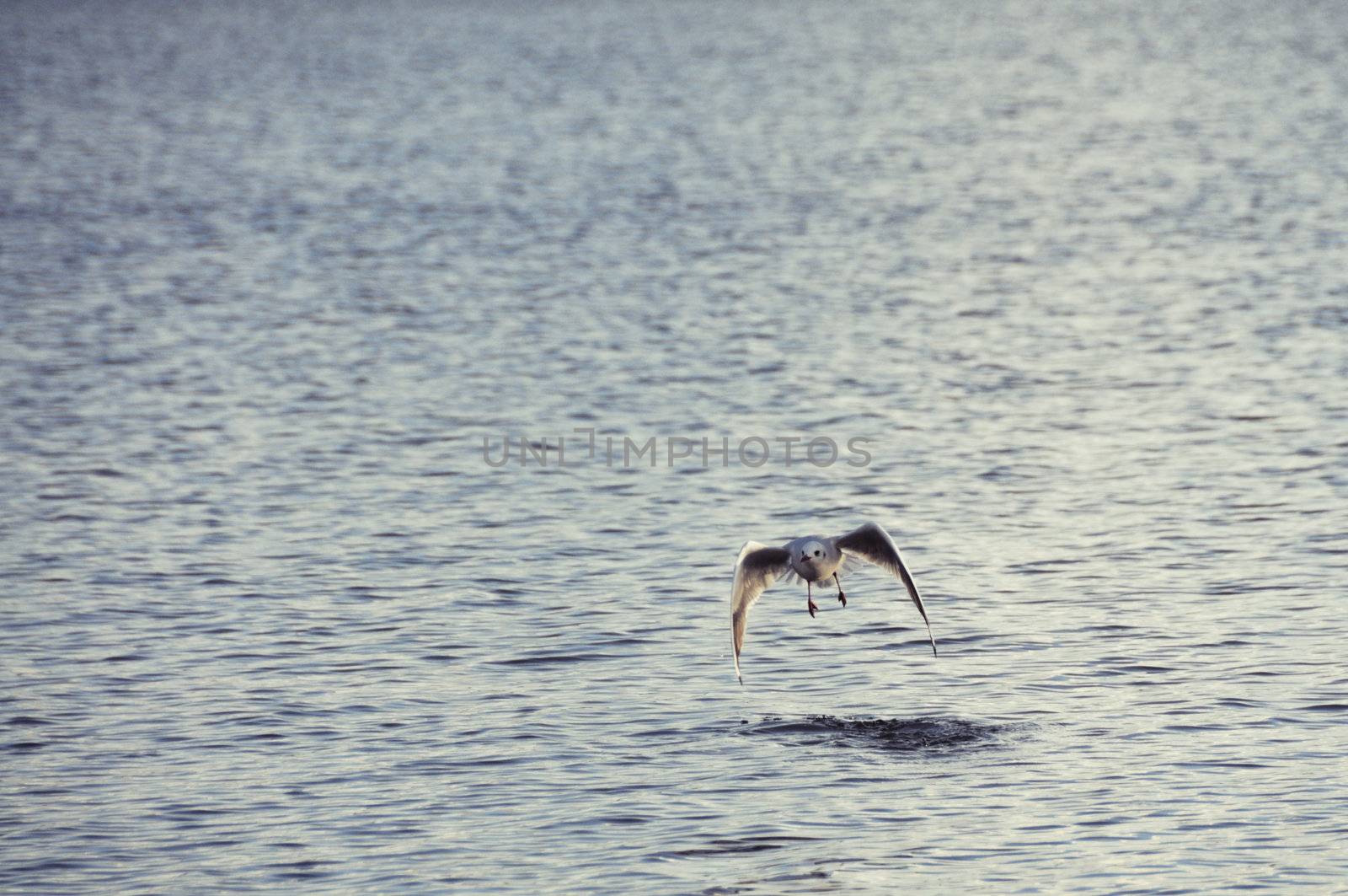 Shot of seagull landing on atlantic ocean