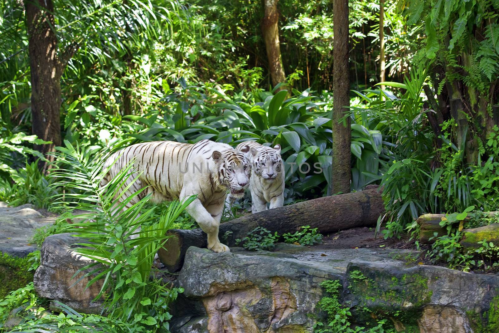 Two white tigers in a tropical forest