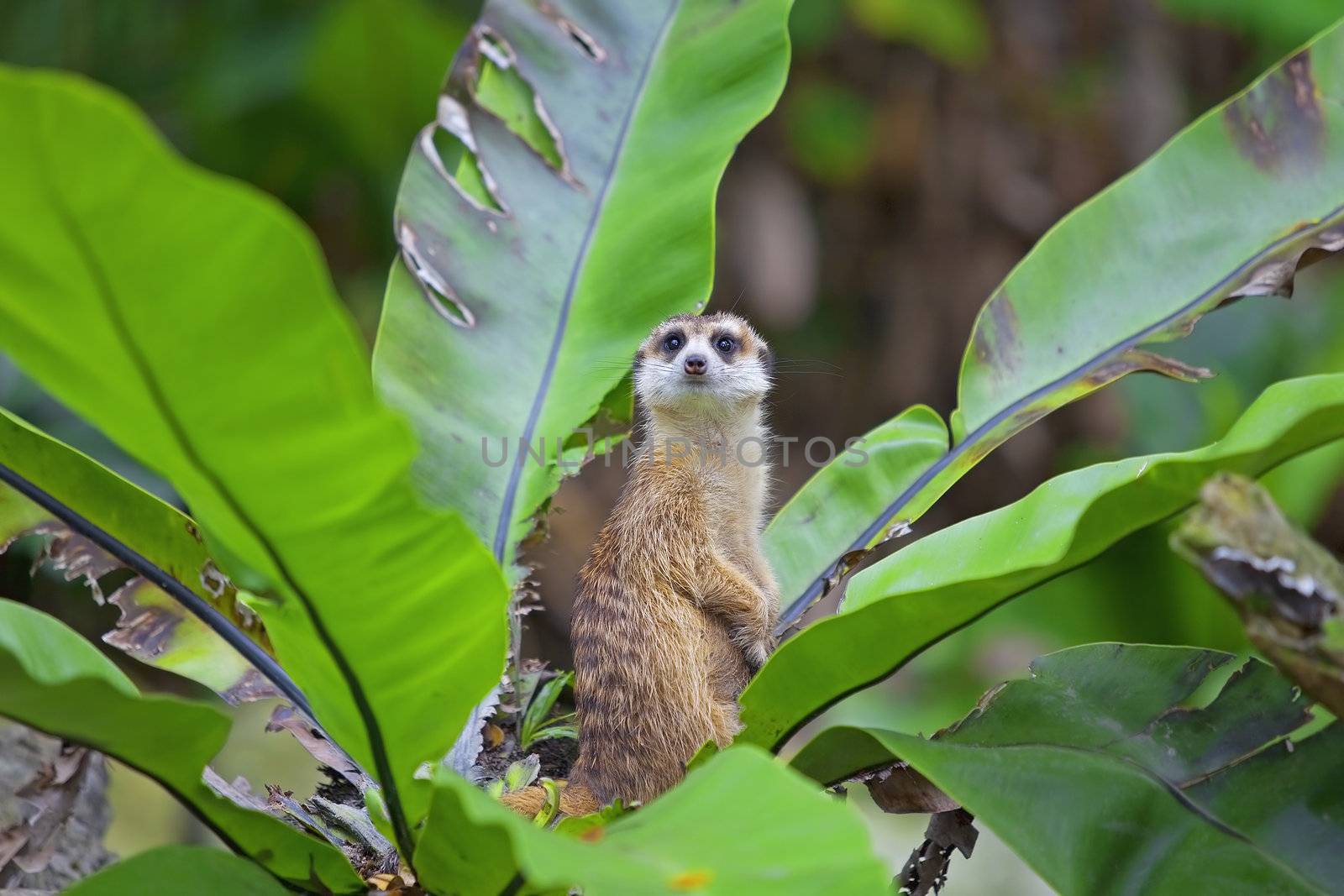 Meerkat standing in the middle of a green plant