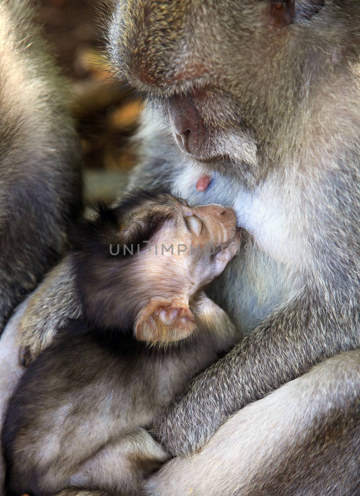 Family of monkeys. Monkeys forest on Bali. Indonesia