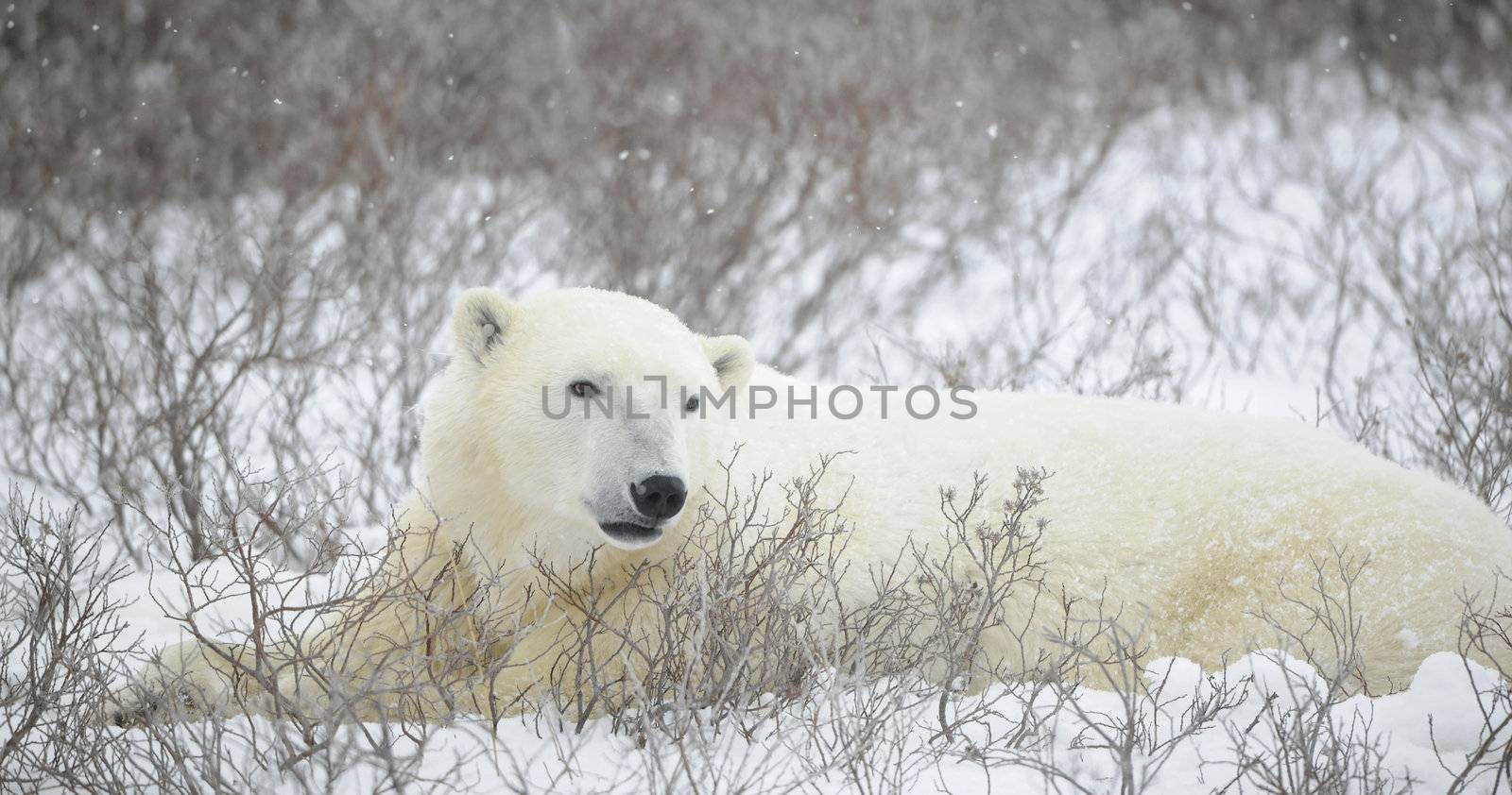 Portrait of a polar bear by SURZ