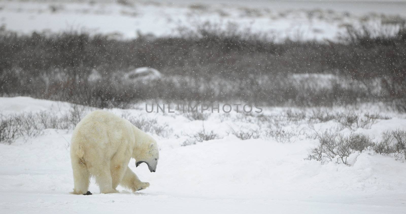 The polar bear yawns. by SURZ