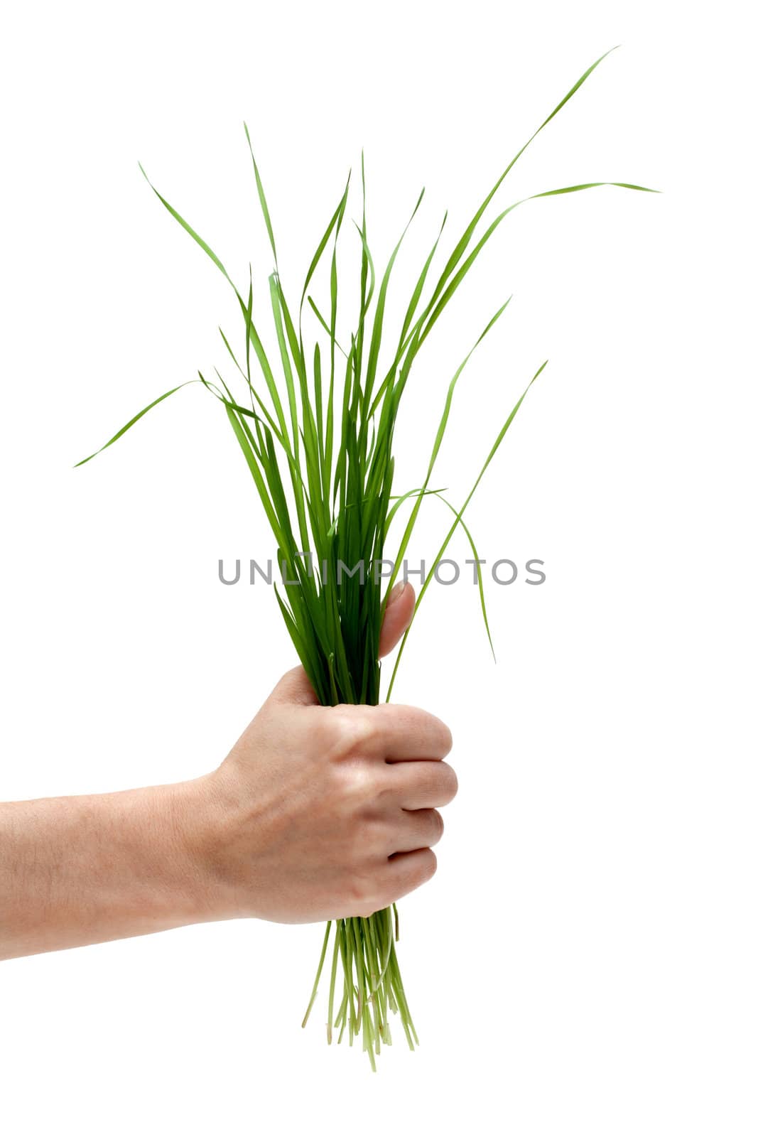 Bunch of the green herb in hand on white background