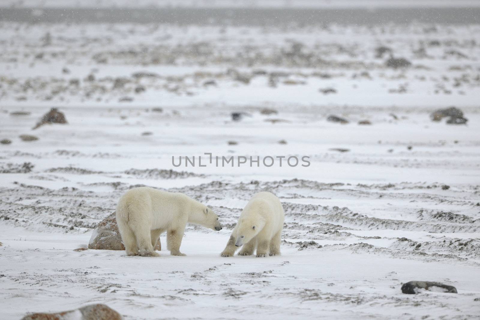 Meeting. Two polar bears have met and sniff each other. Tundra in snow. A blizzard.