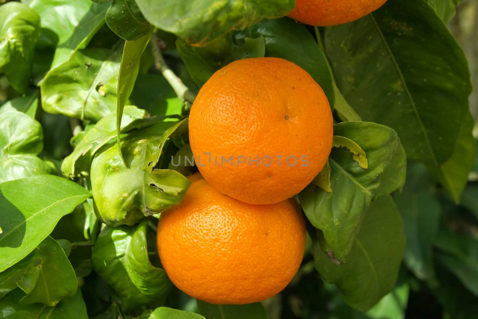 ripe oranges on a tree