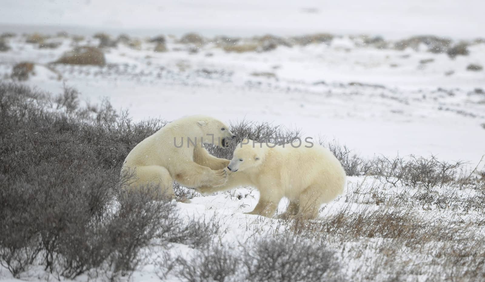 Fight of polar bears. Two polar bears fight. Tundra with undersized vegetation. Snow.