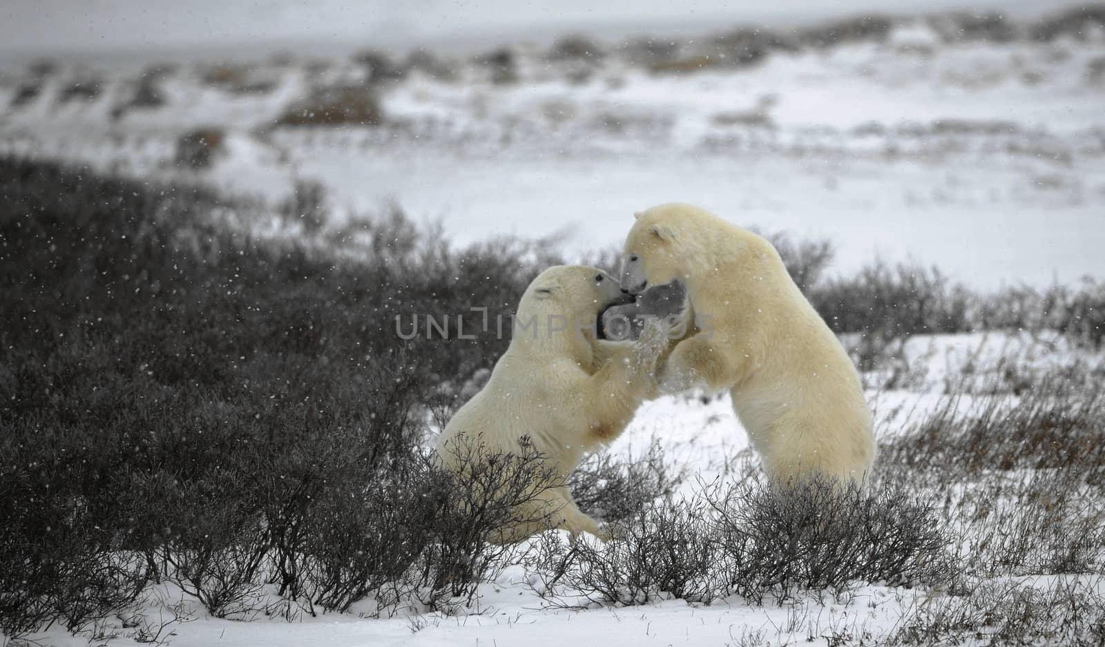 Fight of polar bears. 2 by SURZ