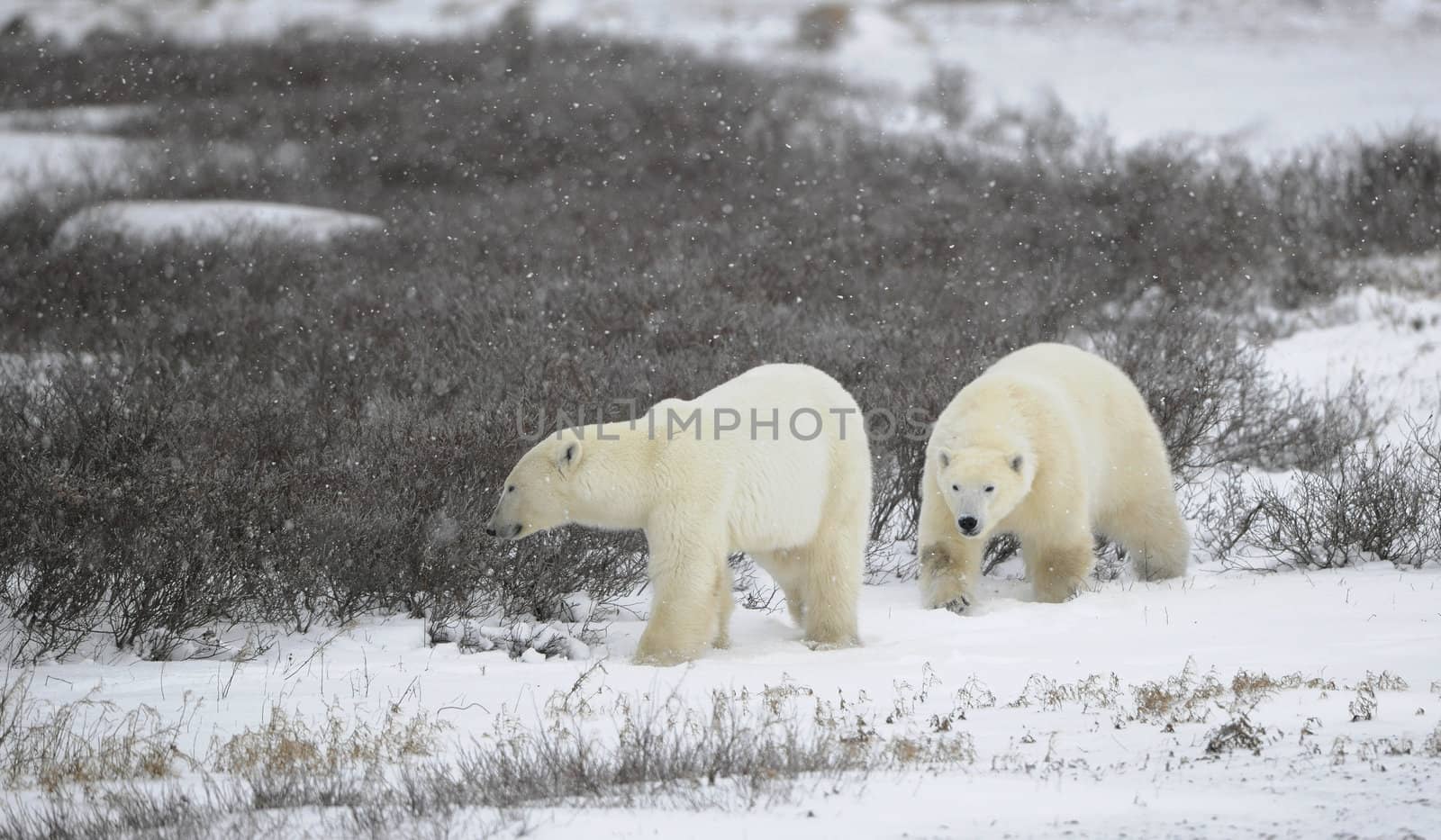 Two polar bears. Two polar bears go on snow-covered tundra one after another.It is snowing.