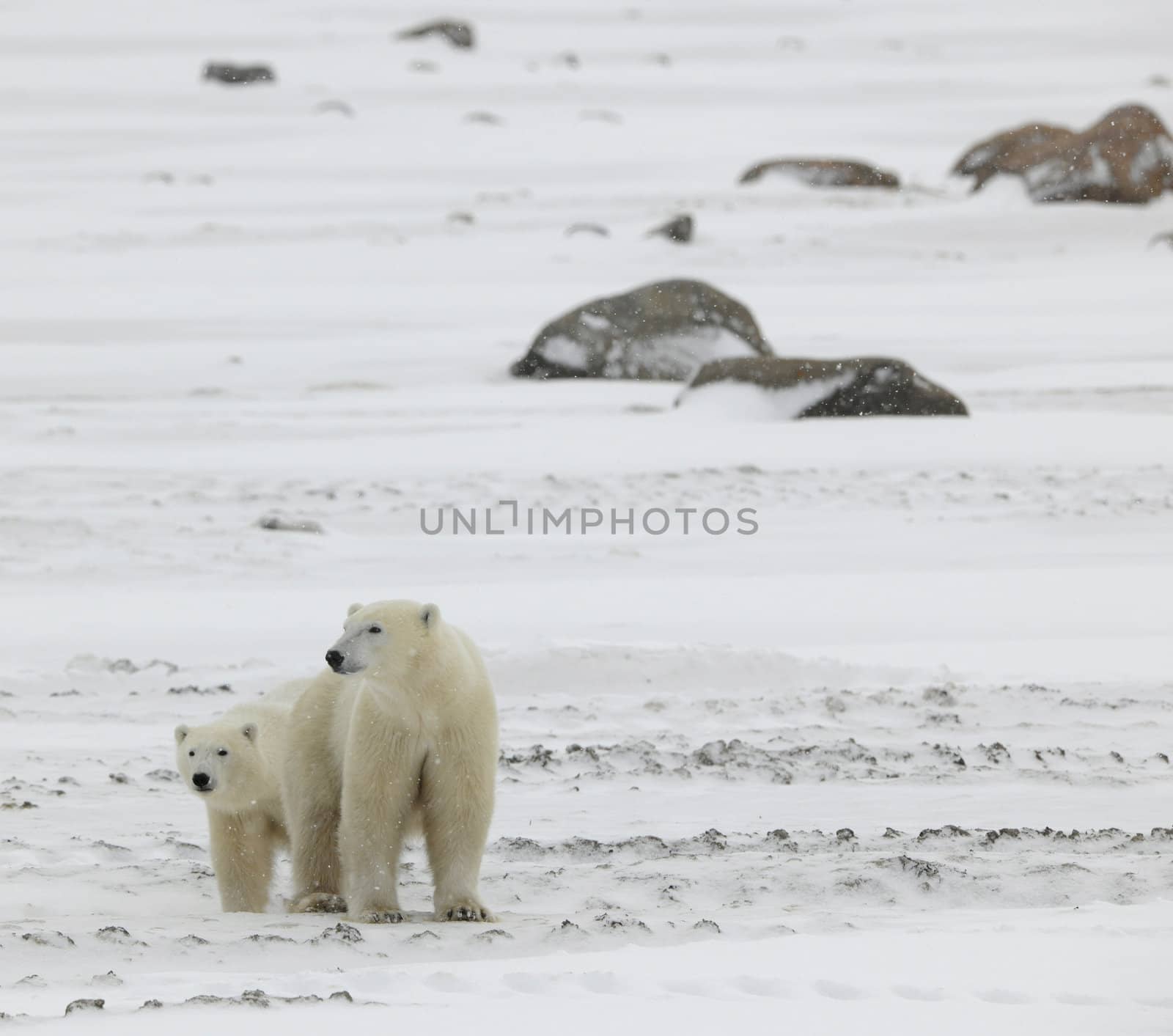 Two polar bears. 2 by SURZ