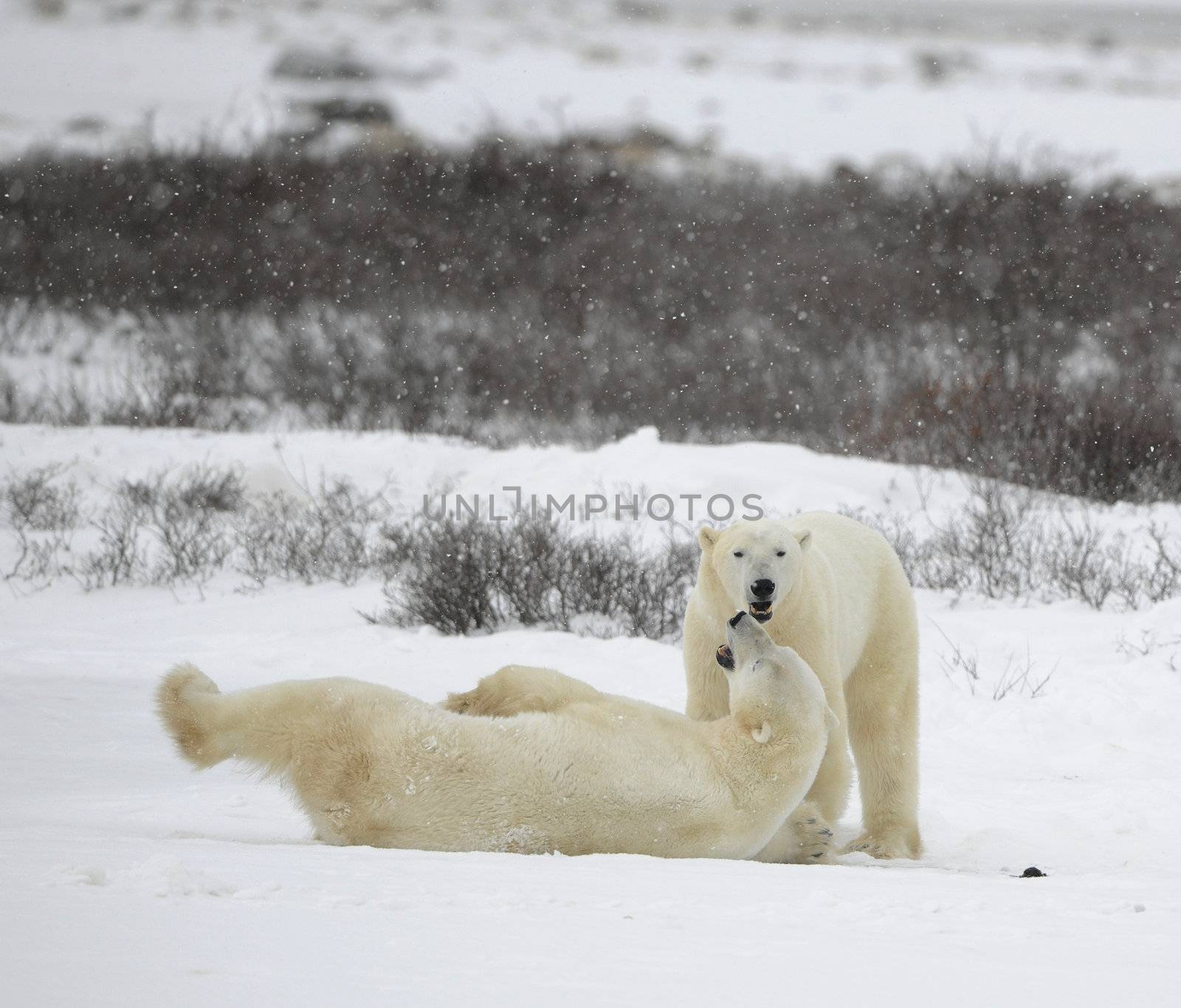 The couple of polar bears relaxes. Polar bears play. It is snowing.