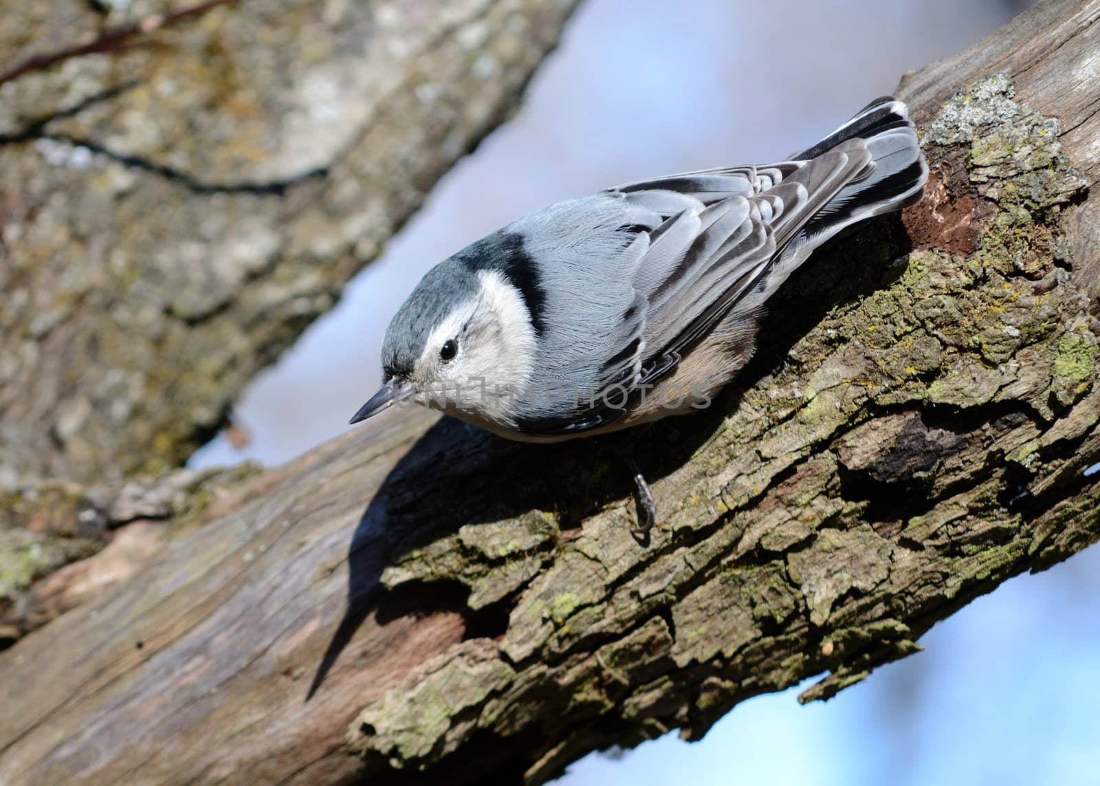 A nuthatch perched on the side of a tree trunk.