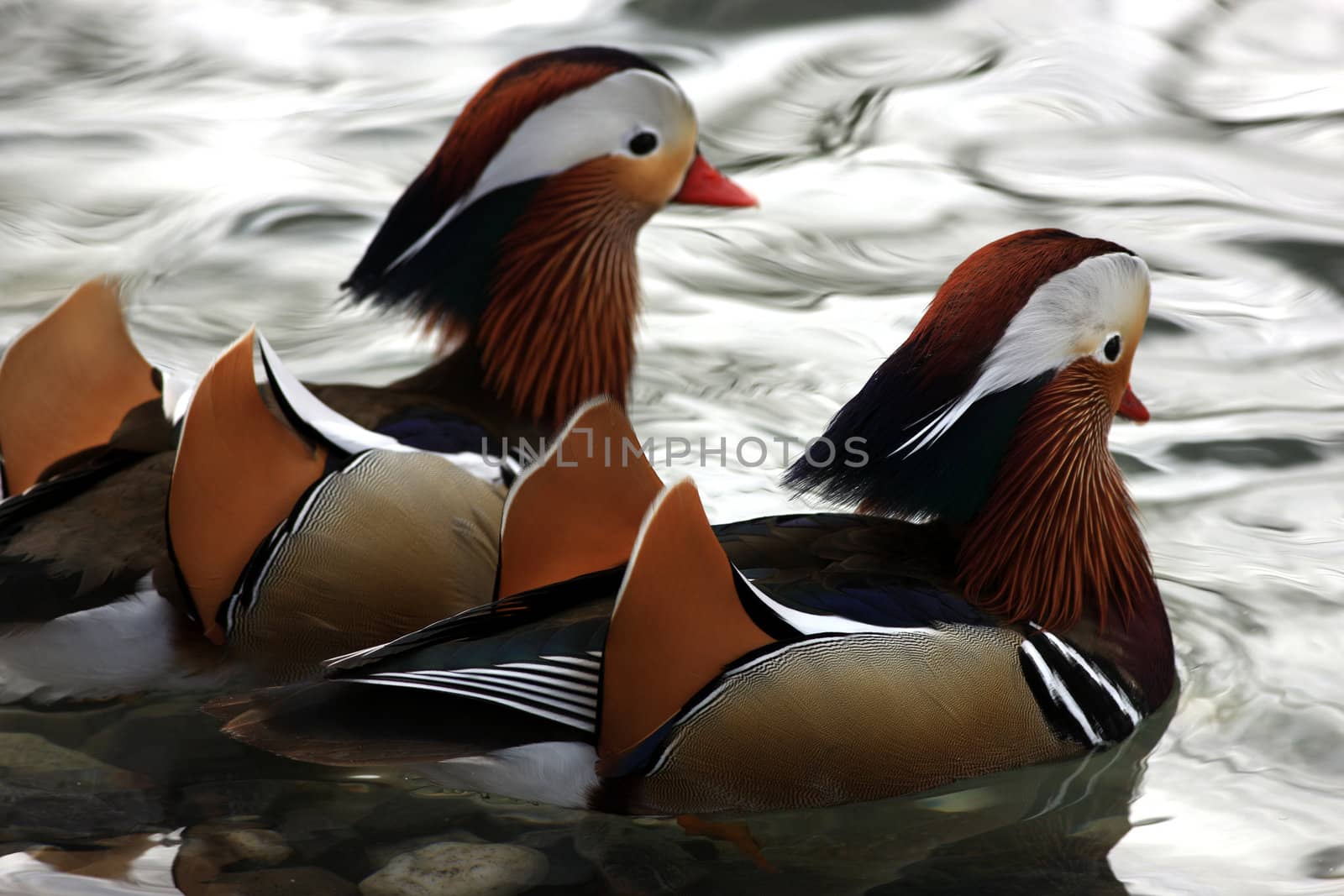 Two colorful mandarin ducks swimming close together in a lake