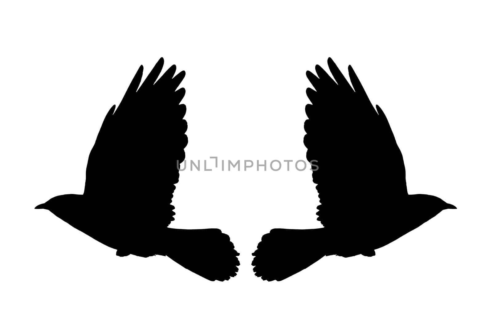 Illustration from a silhouette of a flying daw