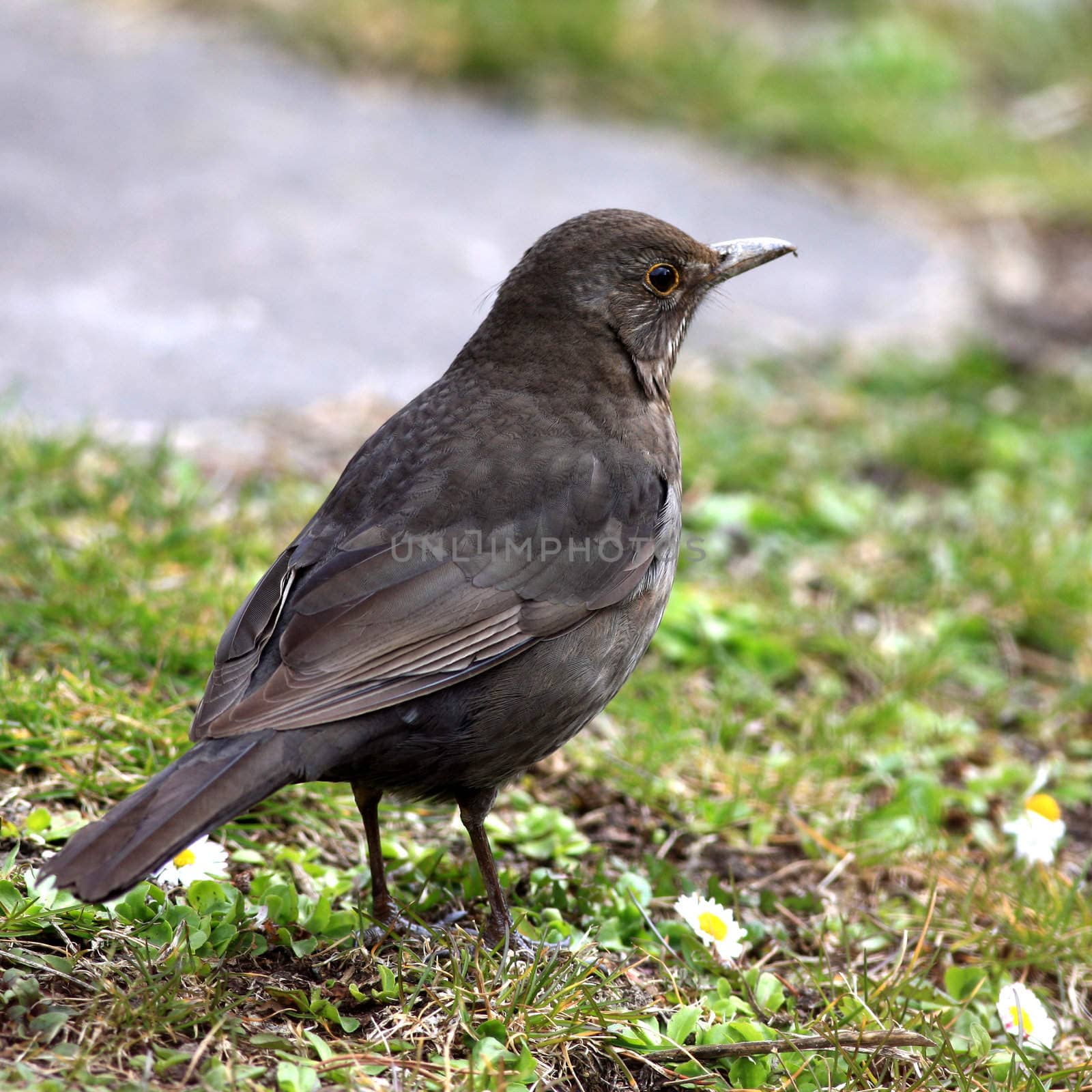 Close view of a blackbird in the grass