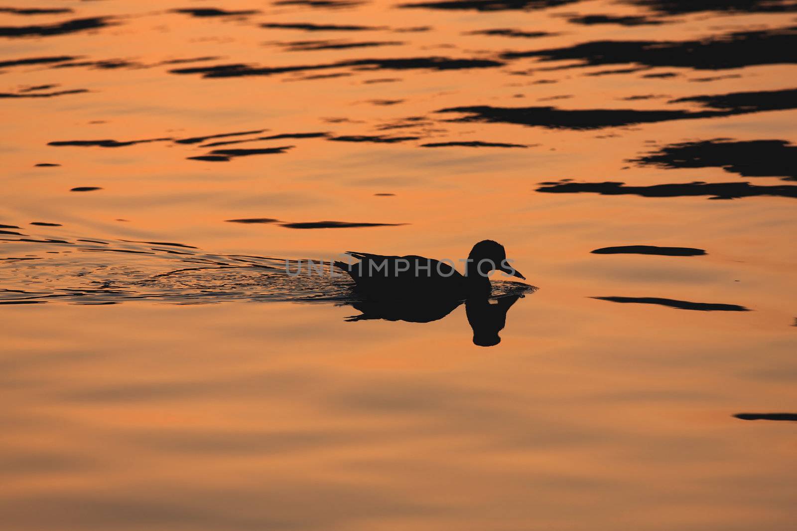 Swimming Duck by monner