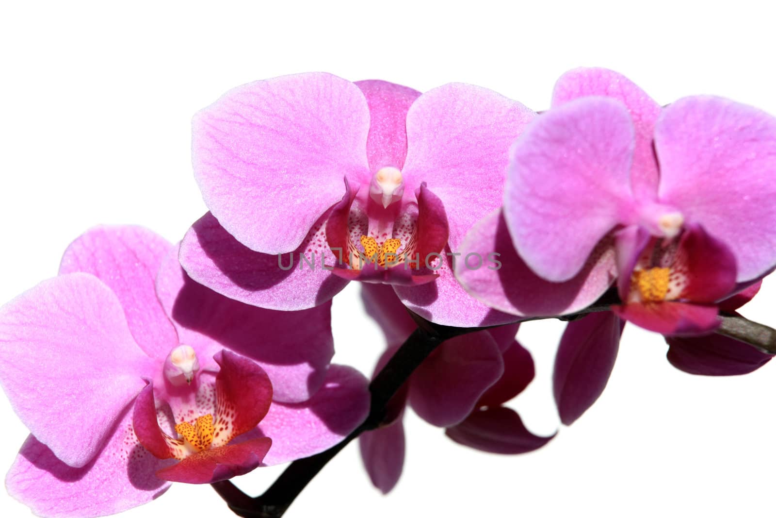 Violet Orchid Phalaenopsis by monner