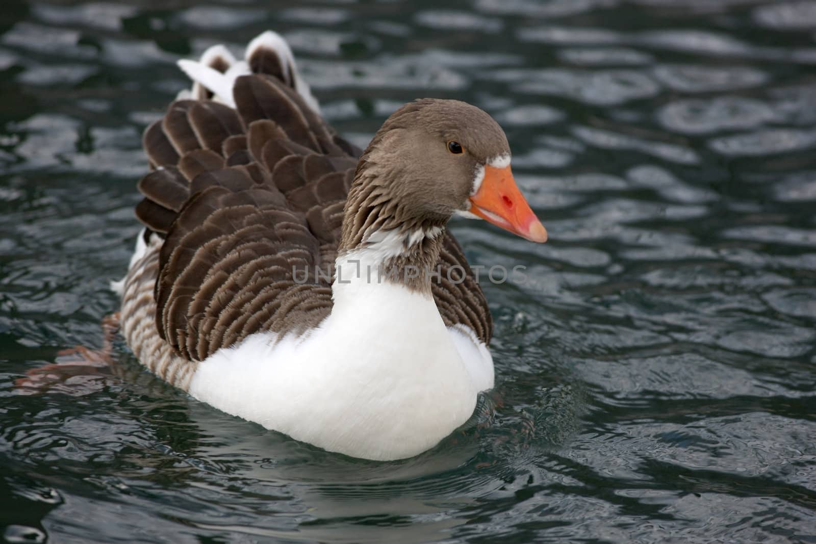 Colorful goose swimming alone in a lake