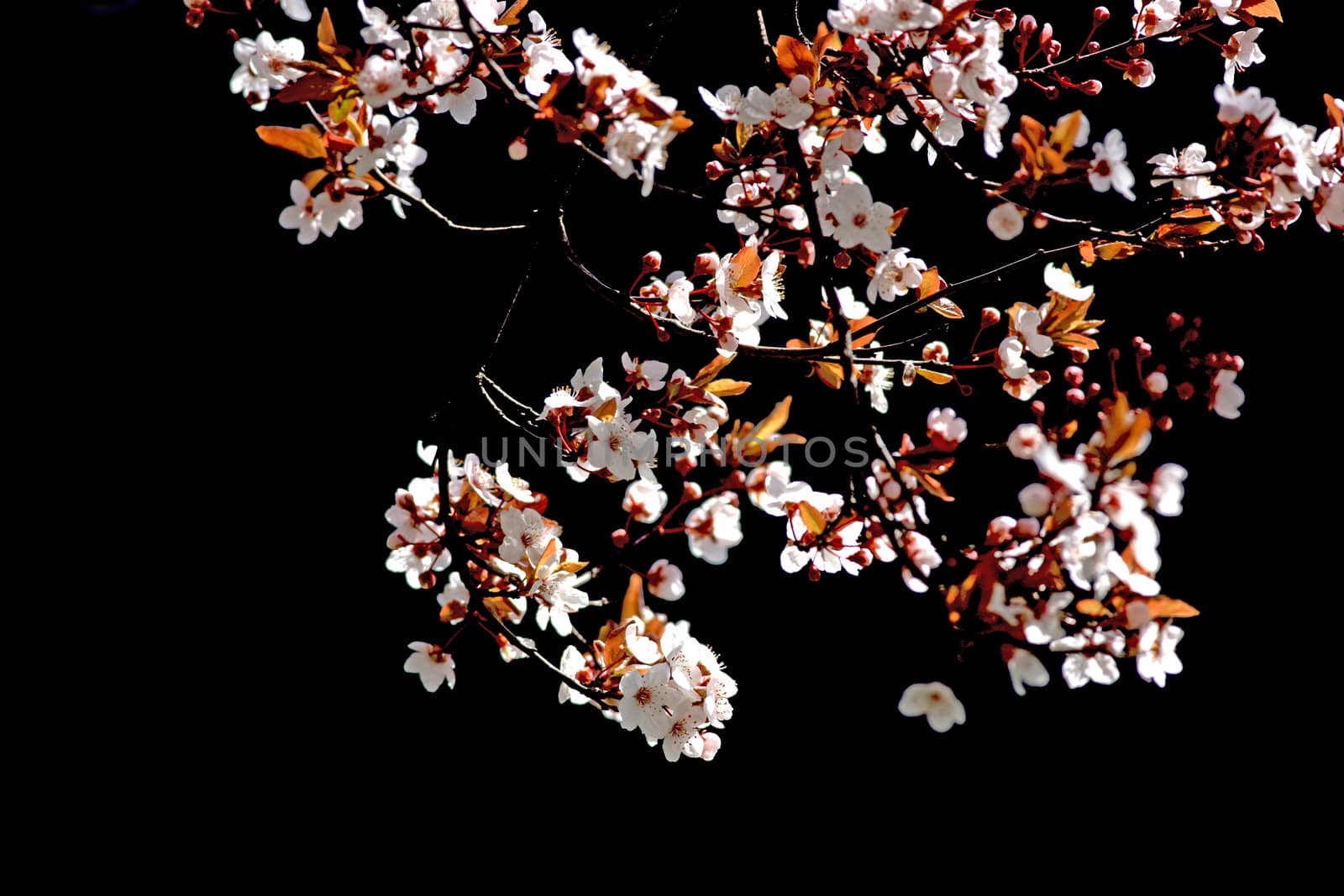 Close view of a cherry tree branch in bloom in front of a black background