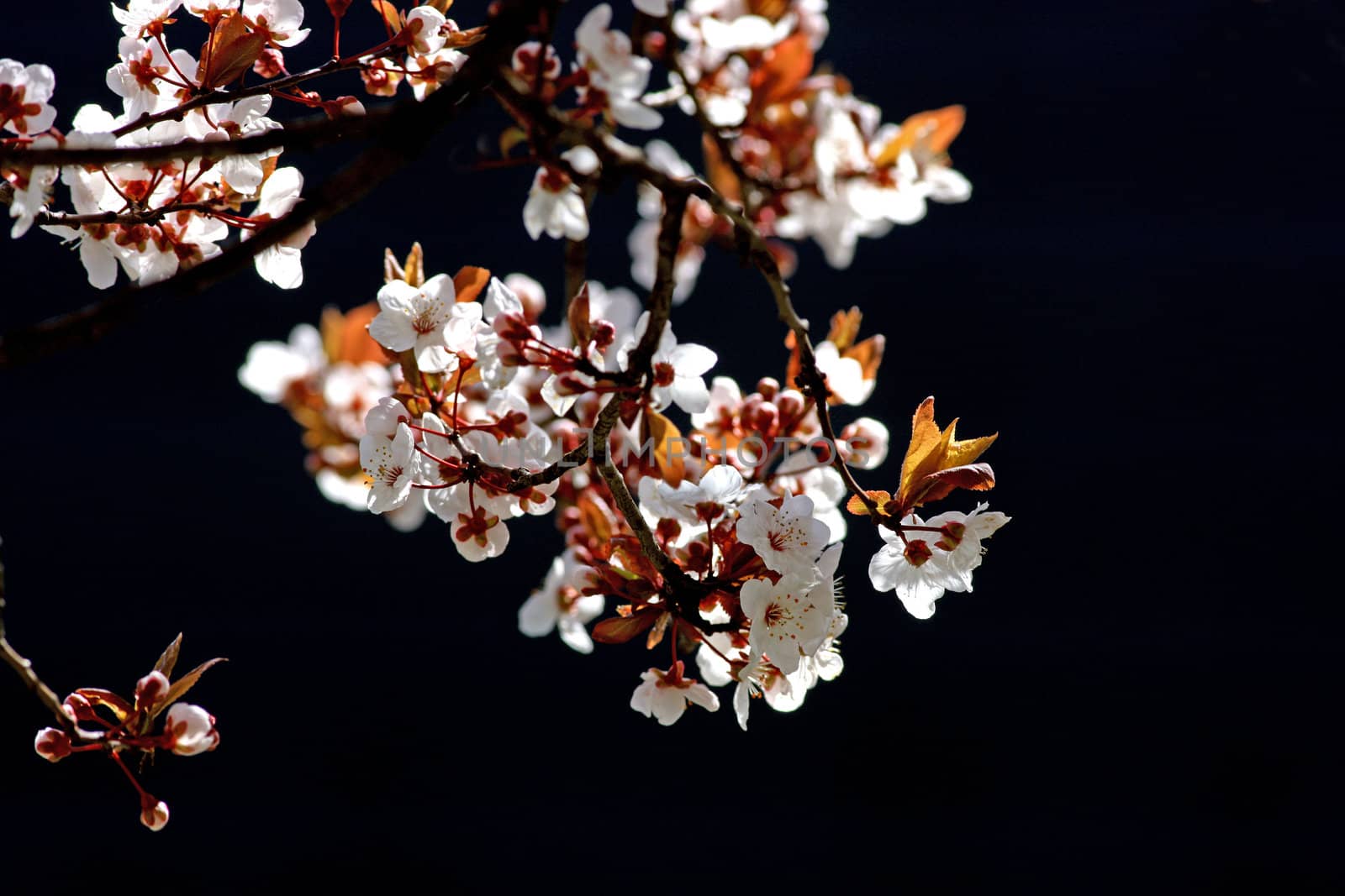 Close view of a cherry tree branch in bloom isolated on a black background