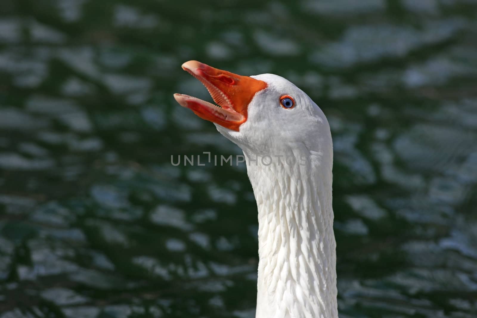 White Goose by monner