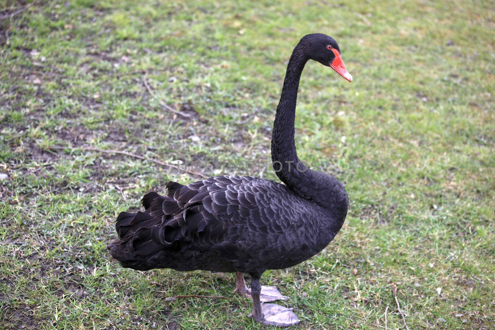 Black swan standing in a field of grass
