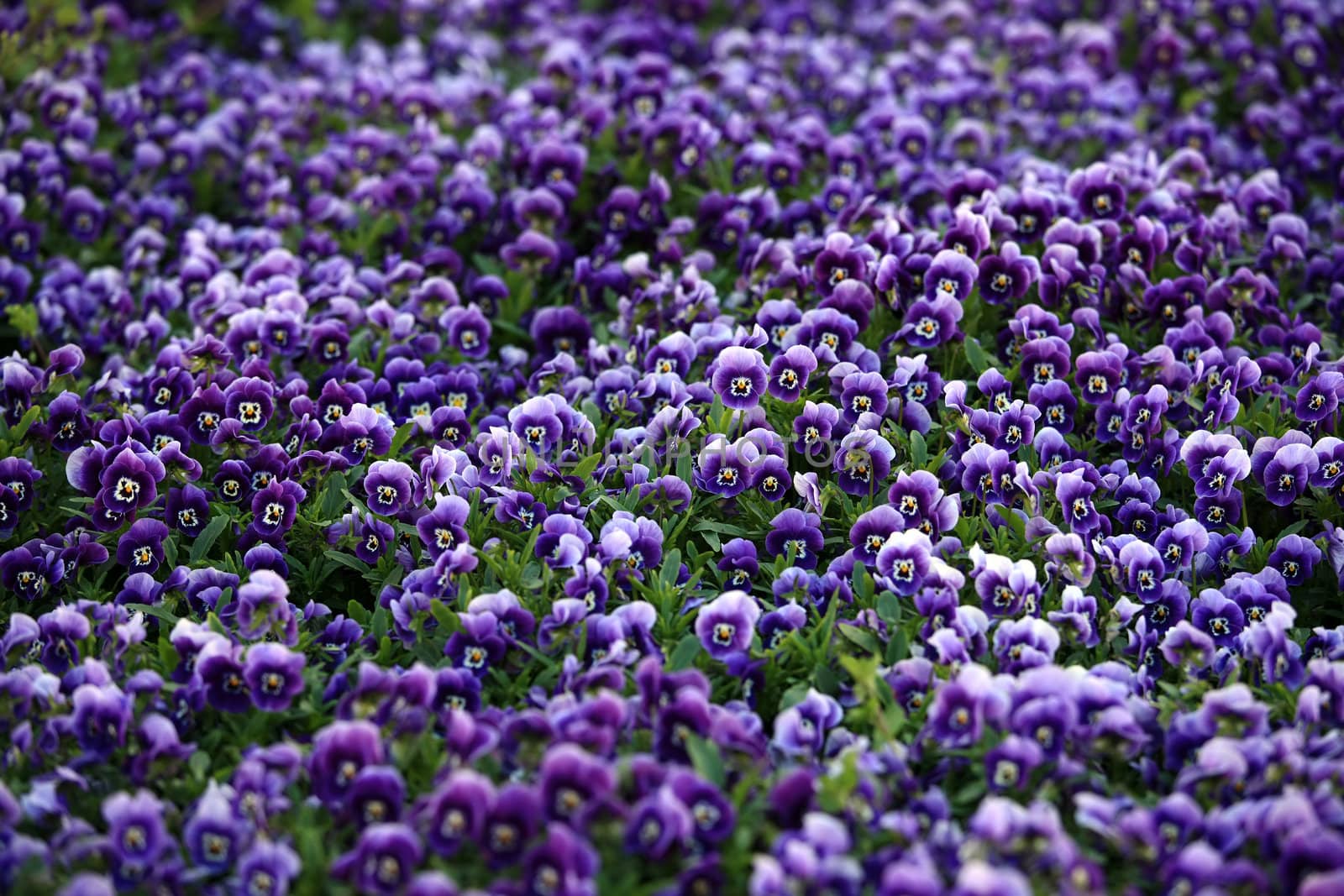 Close view of violet viola flowers