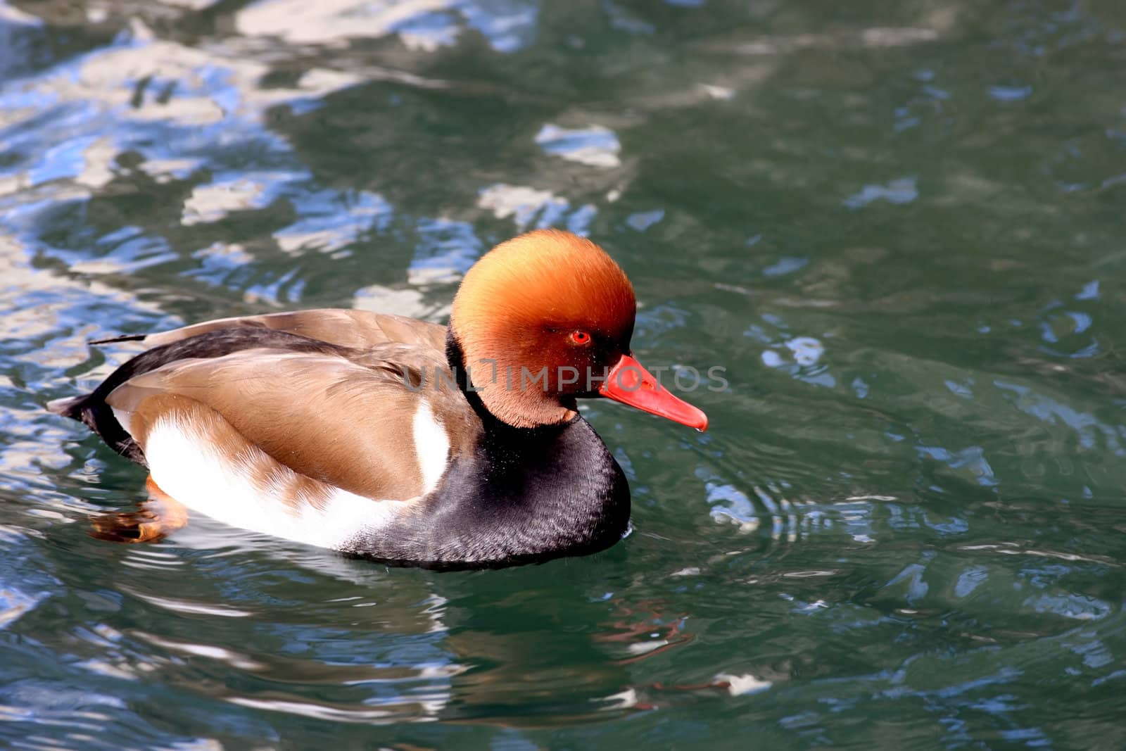 Male Duck (netta rufina) swimming in a lake